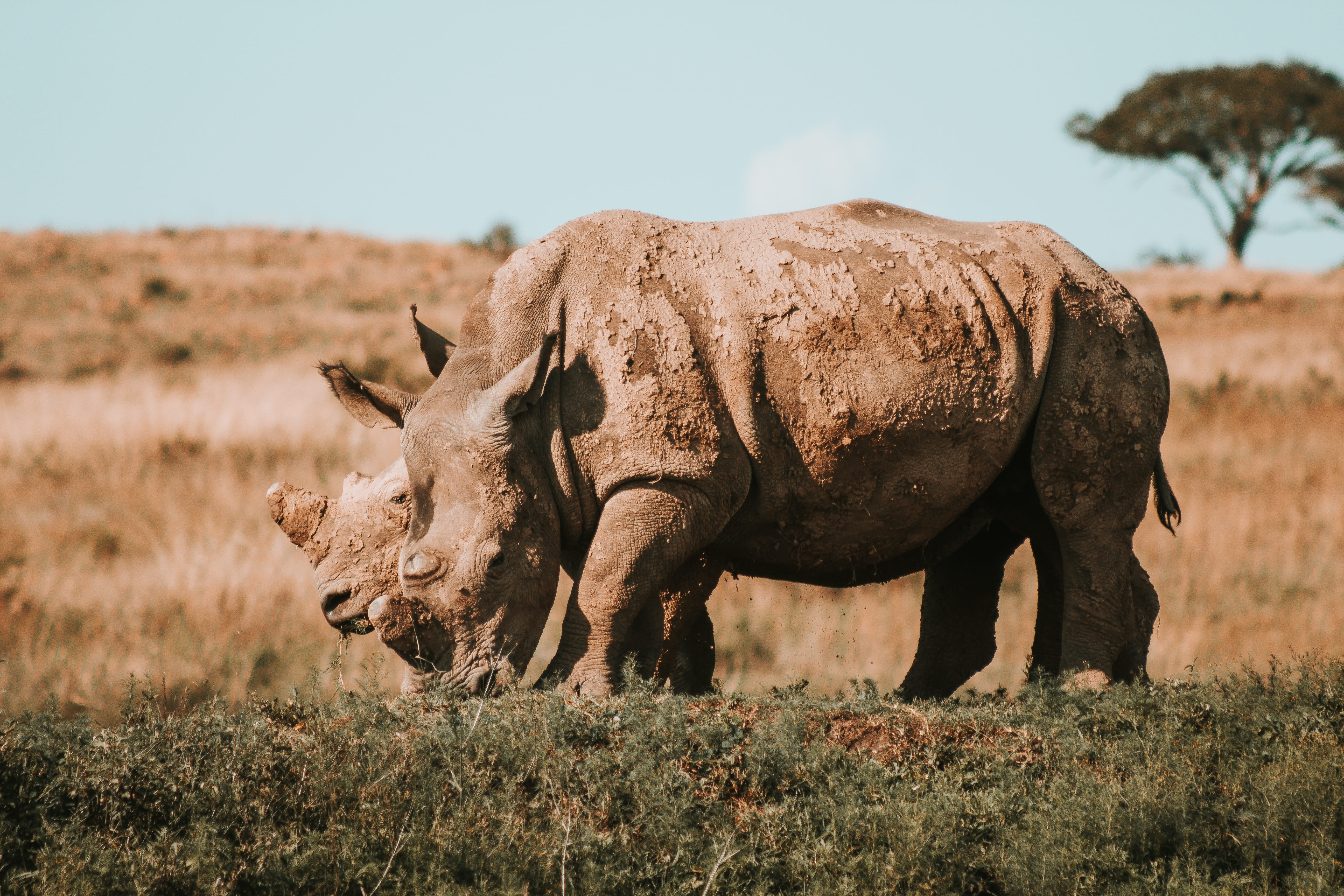 domestic animals, africa, rhinoceros, nature, wild life, outdoors, landscape, endangered species, eating, vertebrate, grazing, animal, species, plant, field, HD Wallpaper