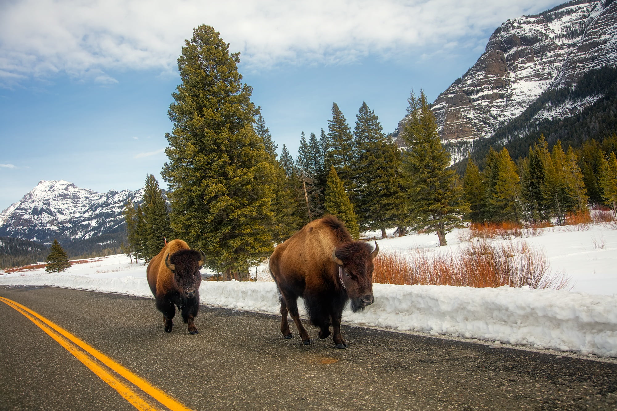 plant, field, day, wildlife, nature, scenics - nature, scenic, animals, yak, vertebrate, beauty in nature, no people, yellowstone, travel, forest, mountains, HD Wallpaper