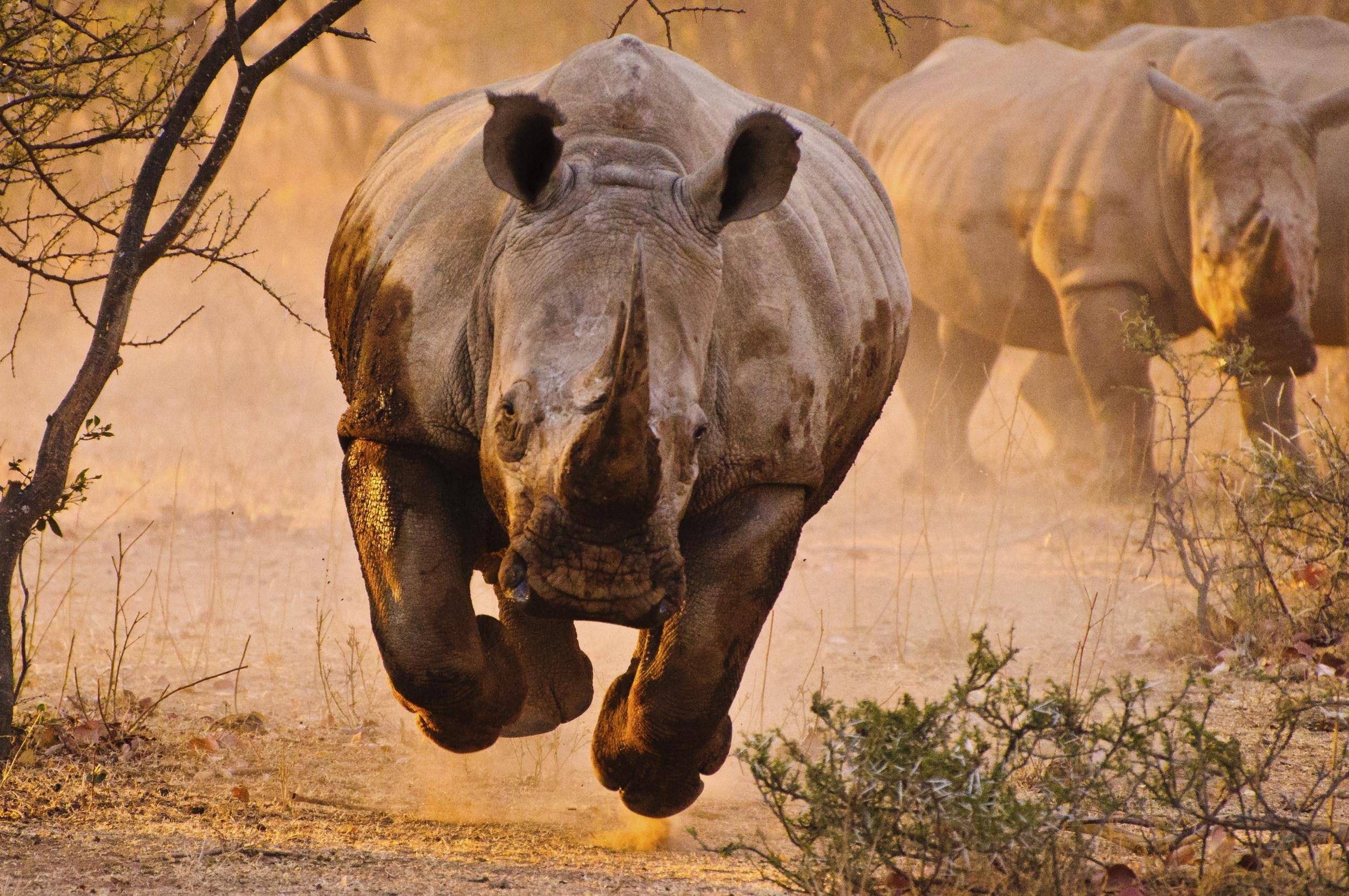 animals, nature, 1080P, rhino, HD Wallpaper