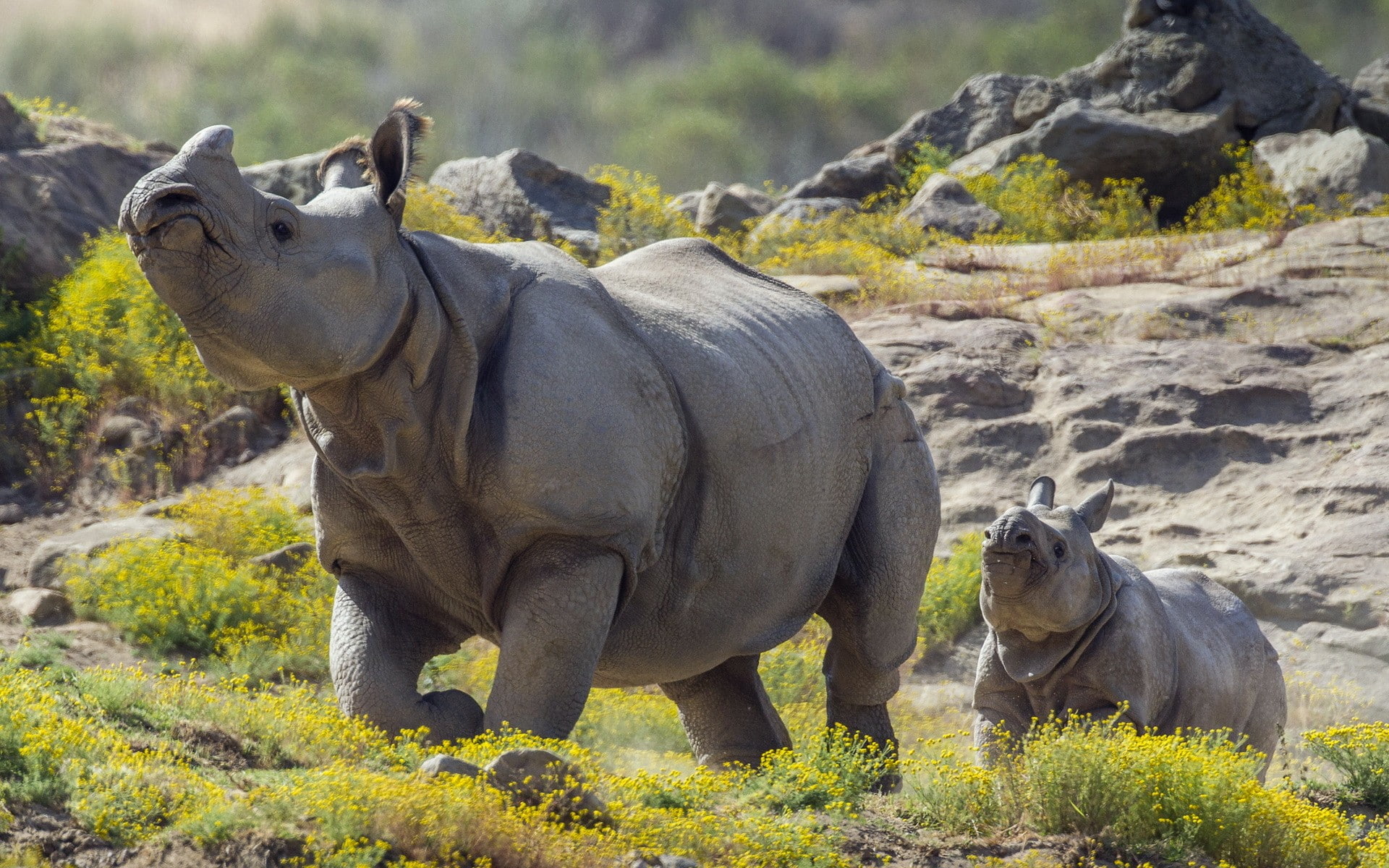 mammals, 1080P, animals, rhino, HD Wallpaper