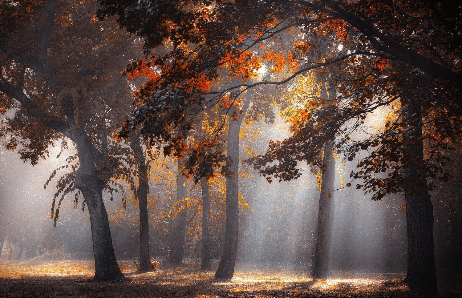 leaves, sun rays, sunlight, forest, fall, landscape, nature, 720P, mist, trees, HD Wallpaper