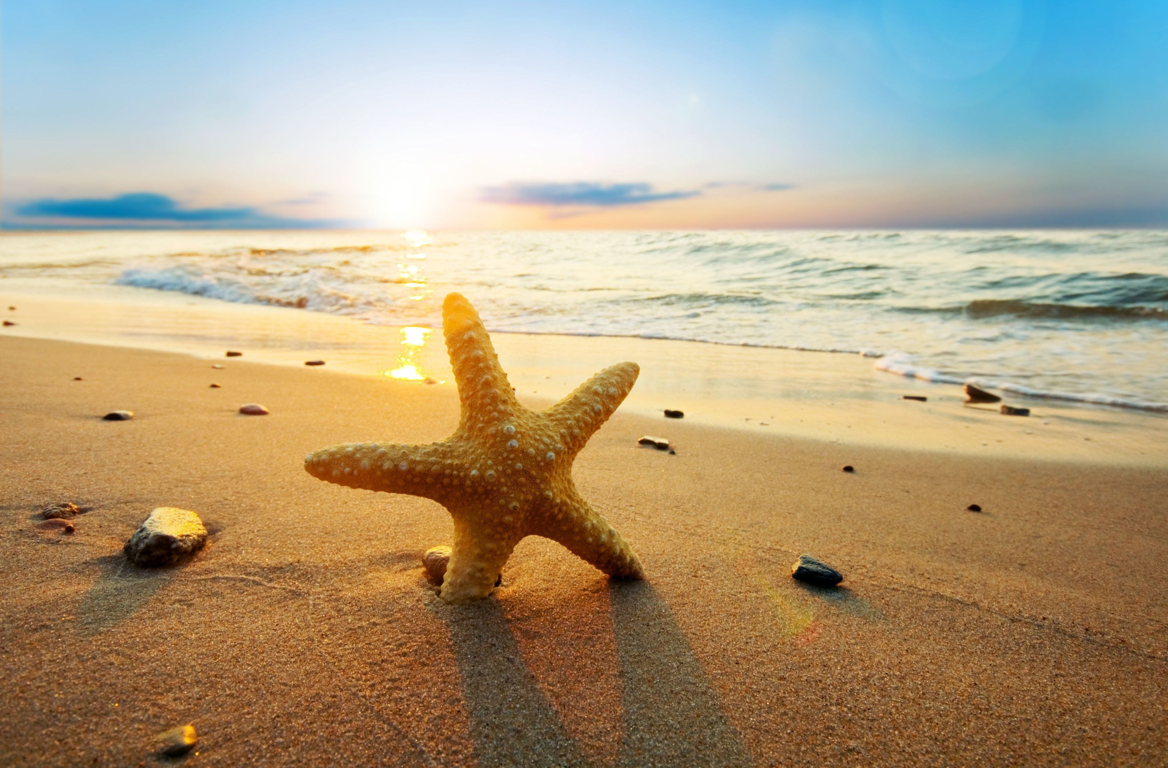 sun, animal Shell, sea Life, river, beach, horizon Over Water, travel Destinations, summer, animals in the wild, starfish, outdoors, marine, color Image, HD Wallpaper