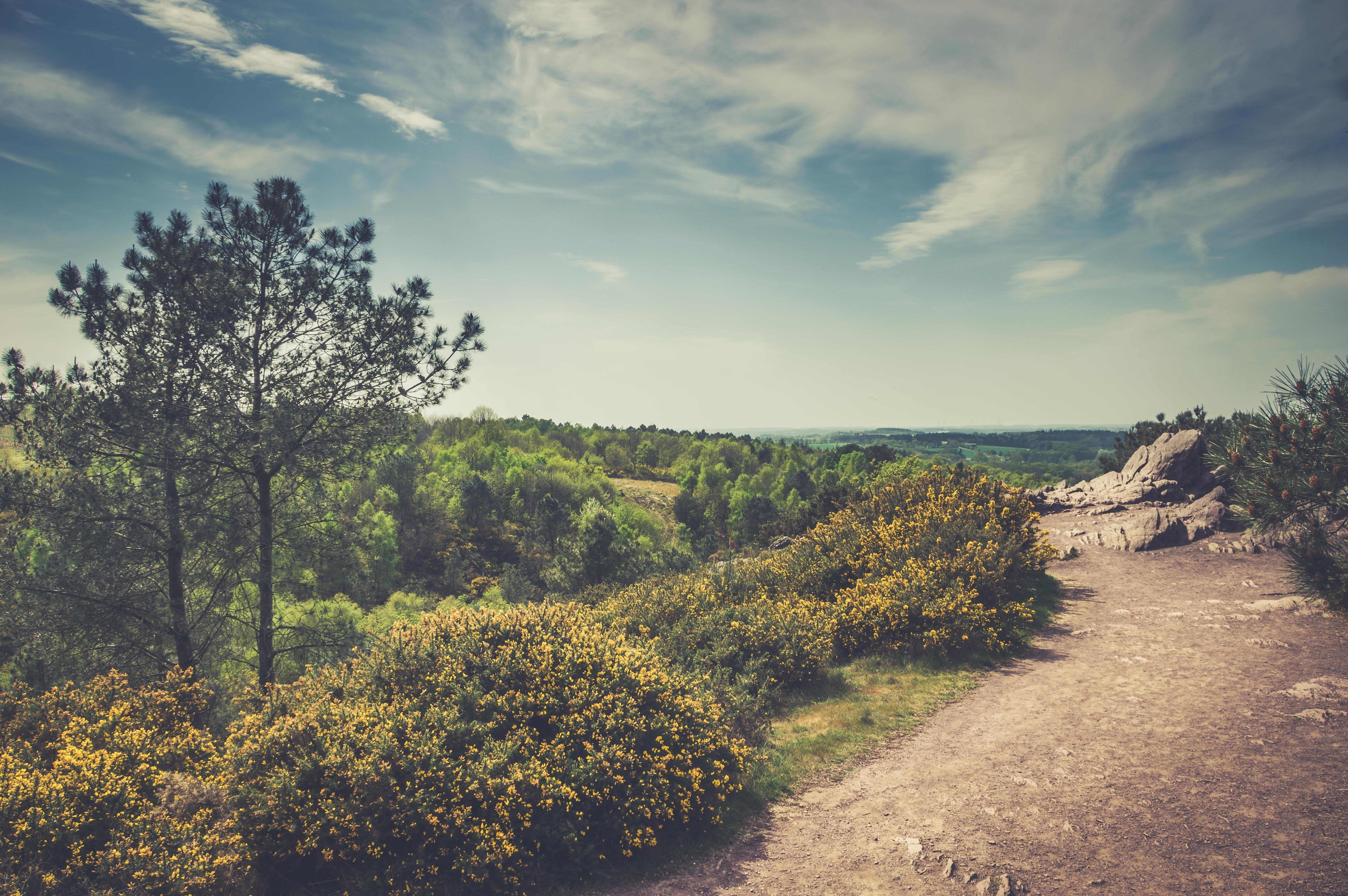 scenics - nature, trees, growth, no people, nature, sky, non-urban scene, body, tree, road, tranquil scene, near, the way forward, water, day, footpath, HD Wallpaper