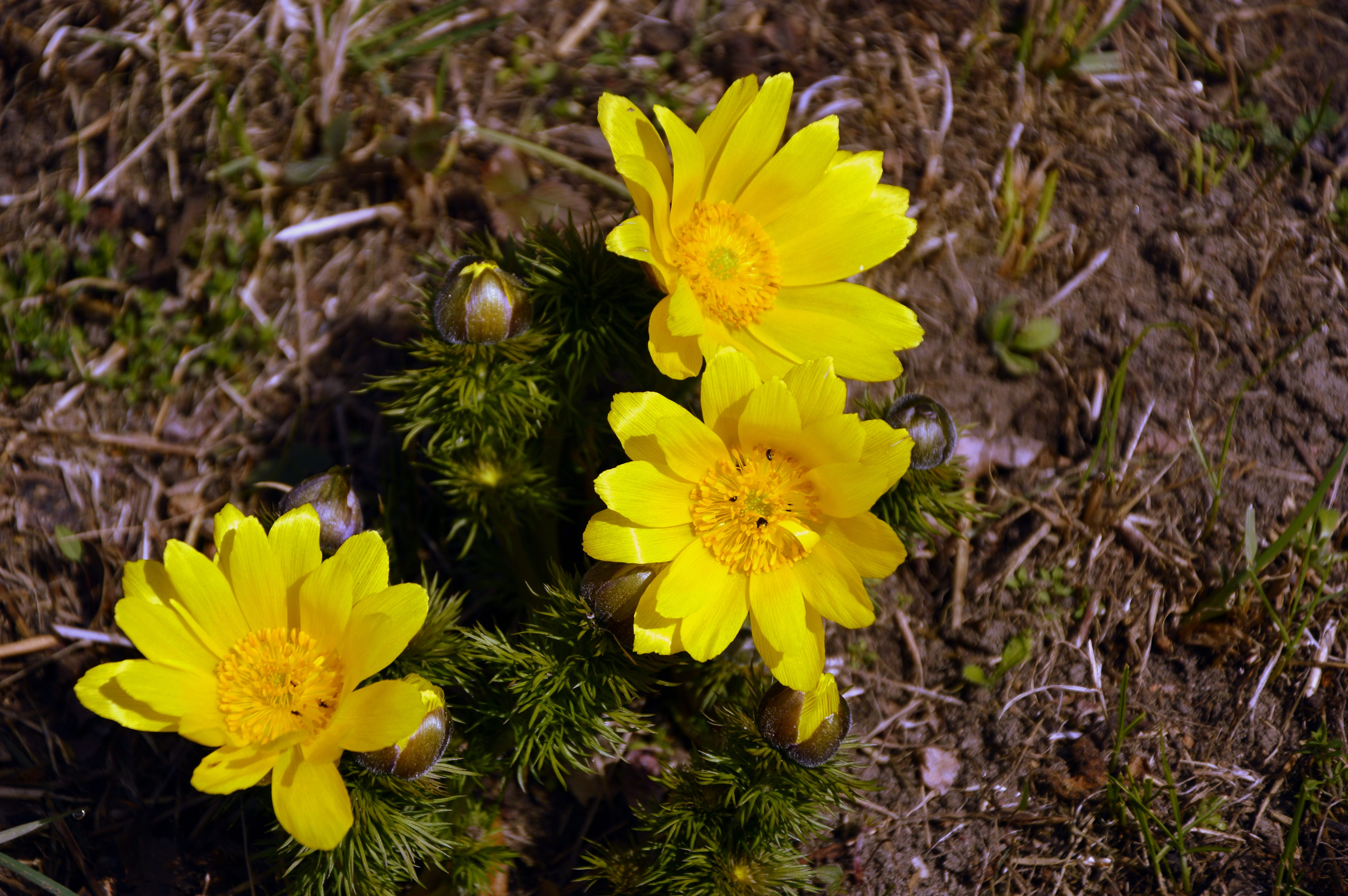 blossom, plant, adonideae, field, flowering plant, beauty in nature, freshness, rarity, bloom, flora, 5K, land, vernal adonis, protected, no people, yellow, HD Wallpaper