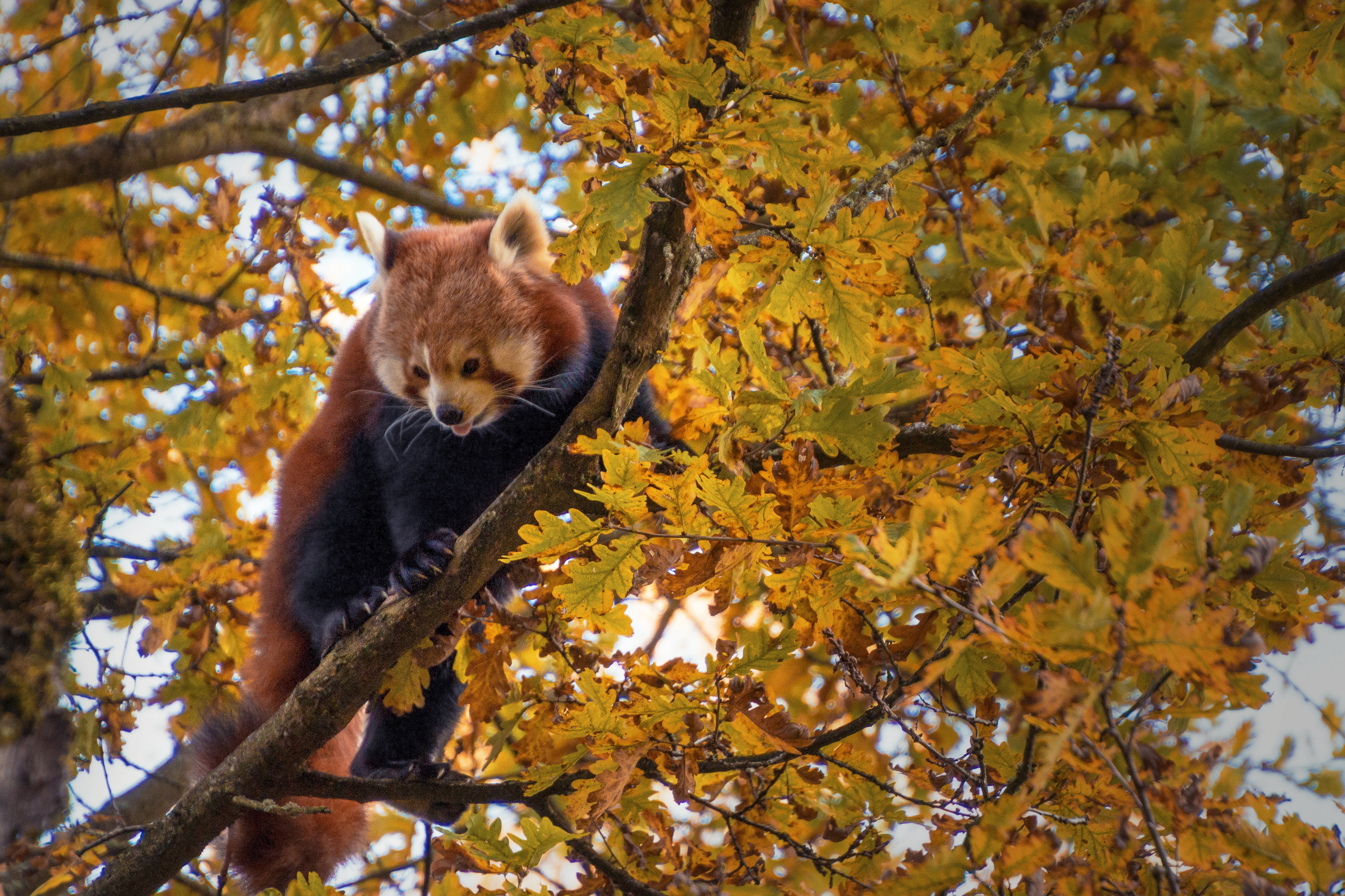 fur, autumn, animal wildlife, one animal, leaves, focus on foreground, plant, outdoors, branch, raccoon, tree, climbing, leaf, plant part, climbs, protection of species, HD Wallpaper