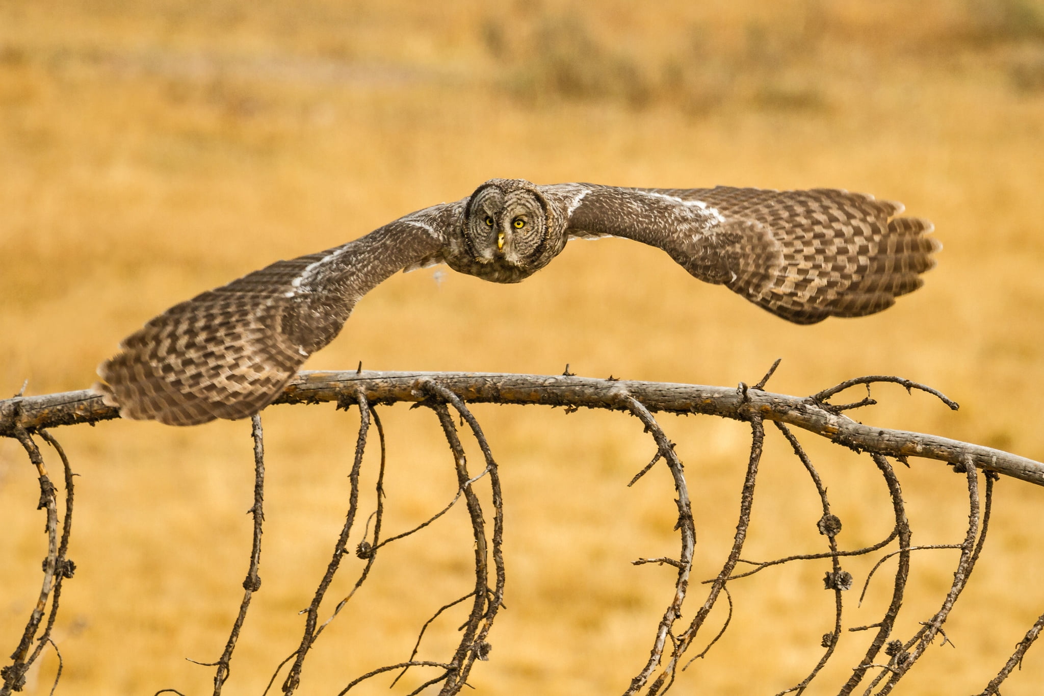 wildlife, brown, looking, animal wildlife, reptile, flying, animals In The Wild, animal Head, nature, focus on foreground, one Animal, animal themes, falconry, HD Wallpaper