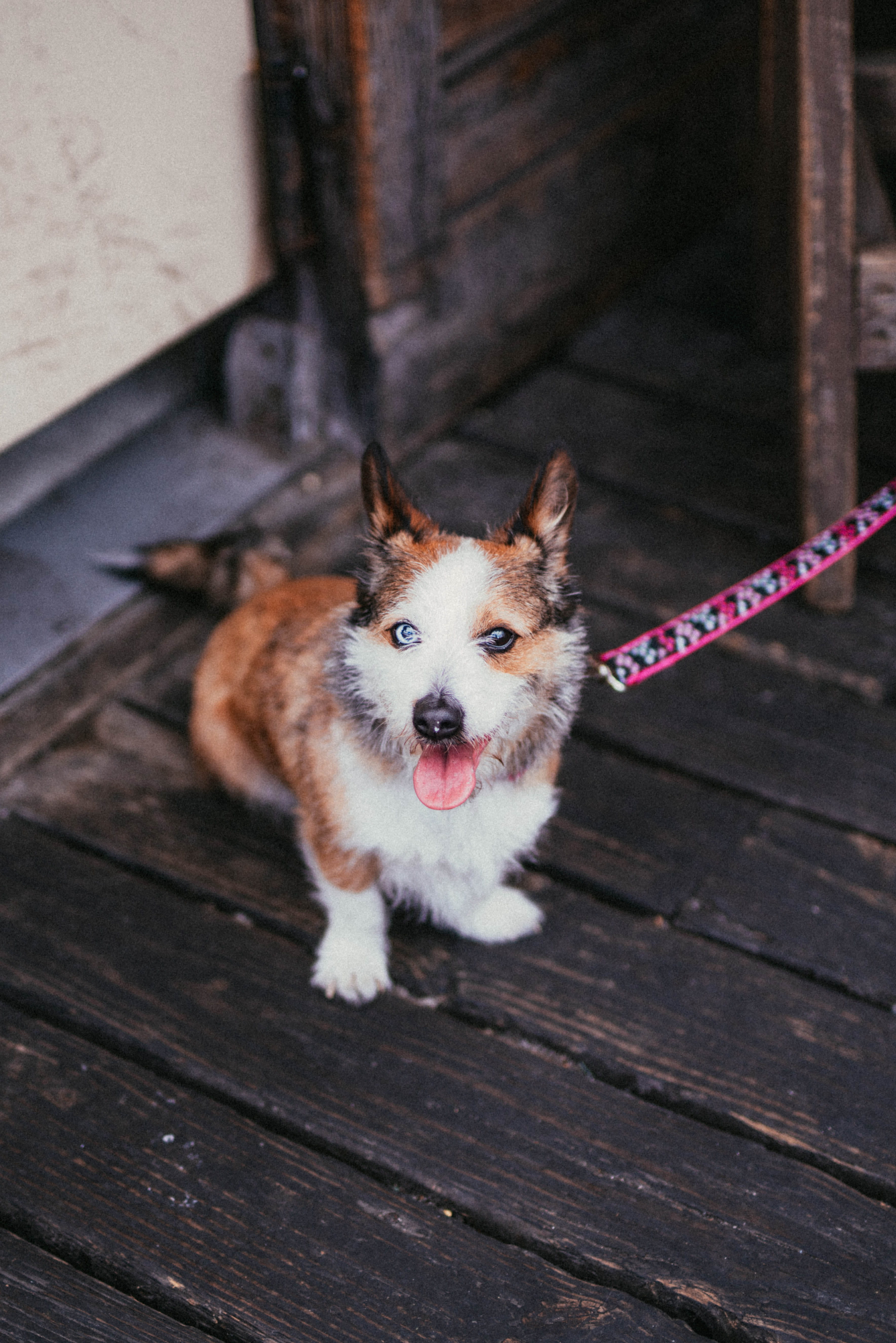 brown, white, animal, domestic animals, looking at camera, slate, strap, focus on foreground, pets, wood - material, pet leash, dog, pet, animal themes, Phone HD Wallpaper