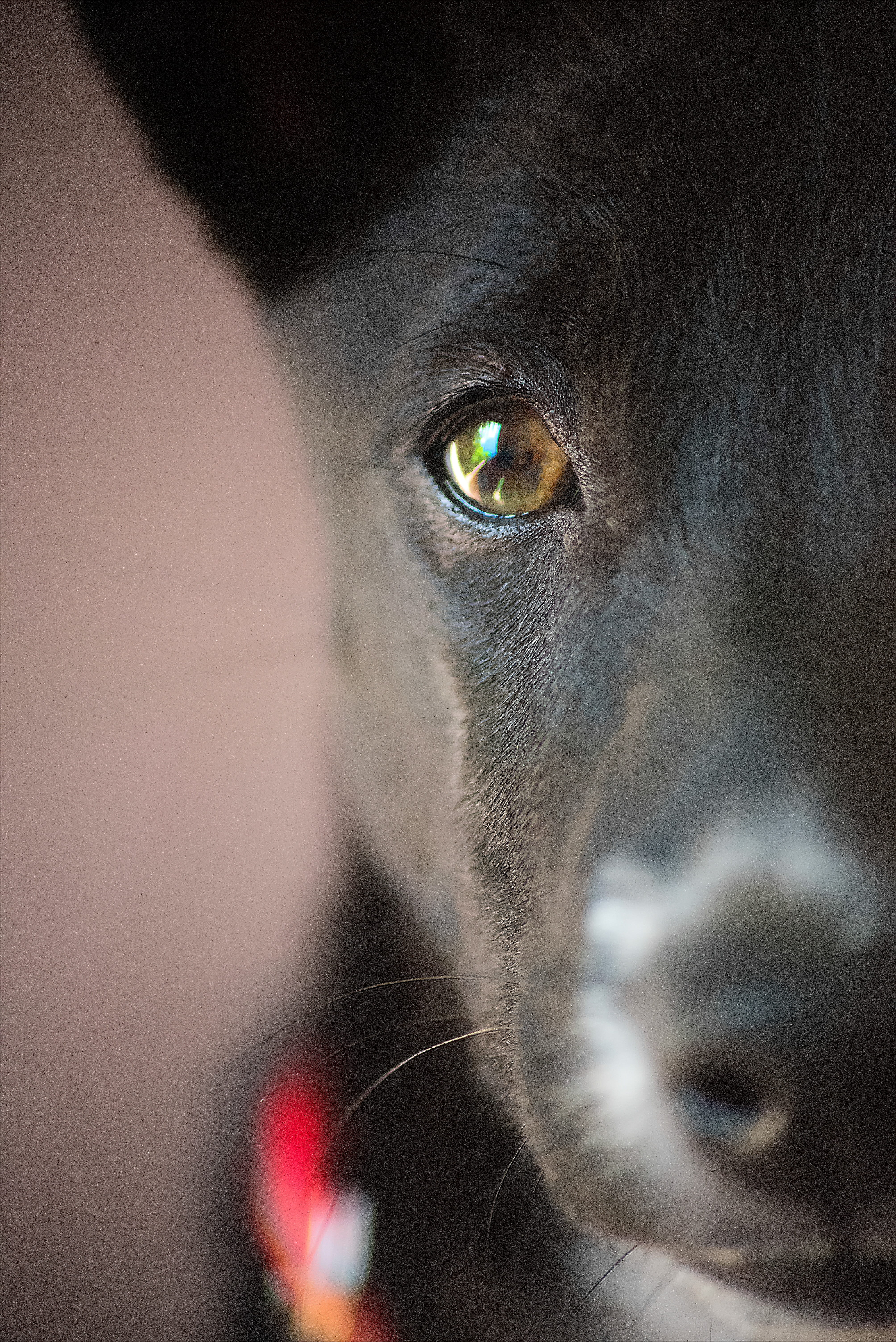 looking at camera, closeup, animal eye, whisker, puppy, 5K, animal, black, close-up, domestic, adorable, canine, doggy, vertebrate, pets, mammal, dog, Phone HD Wallpaper