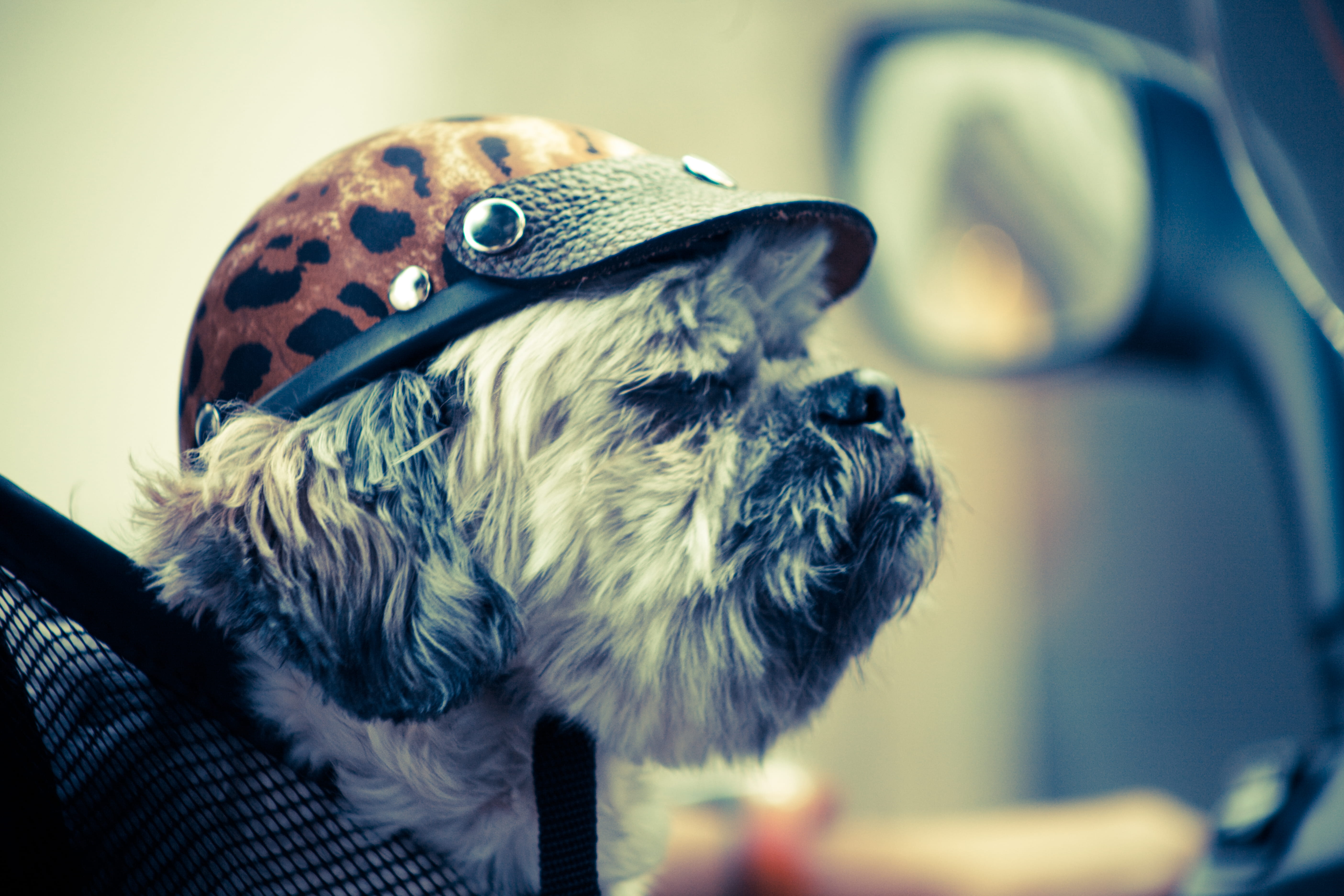 head, domestic, focus on foreground, apparel, pet, hat, no people, animal body part, cap, indoors, goggles, glasses, bird, photography, beak, canine, animal themes, HD Wallpaper