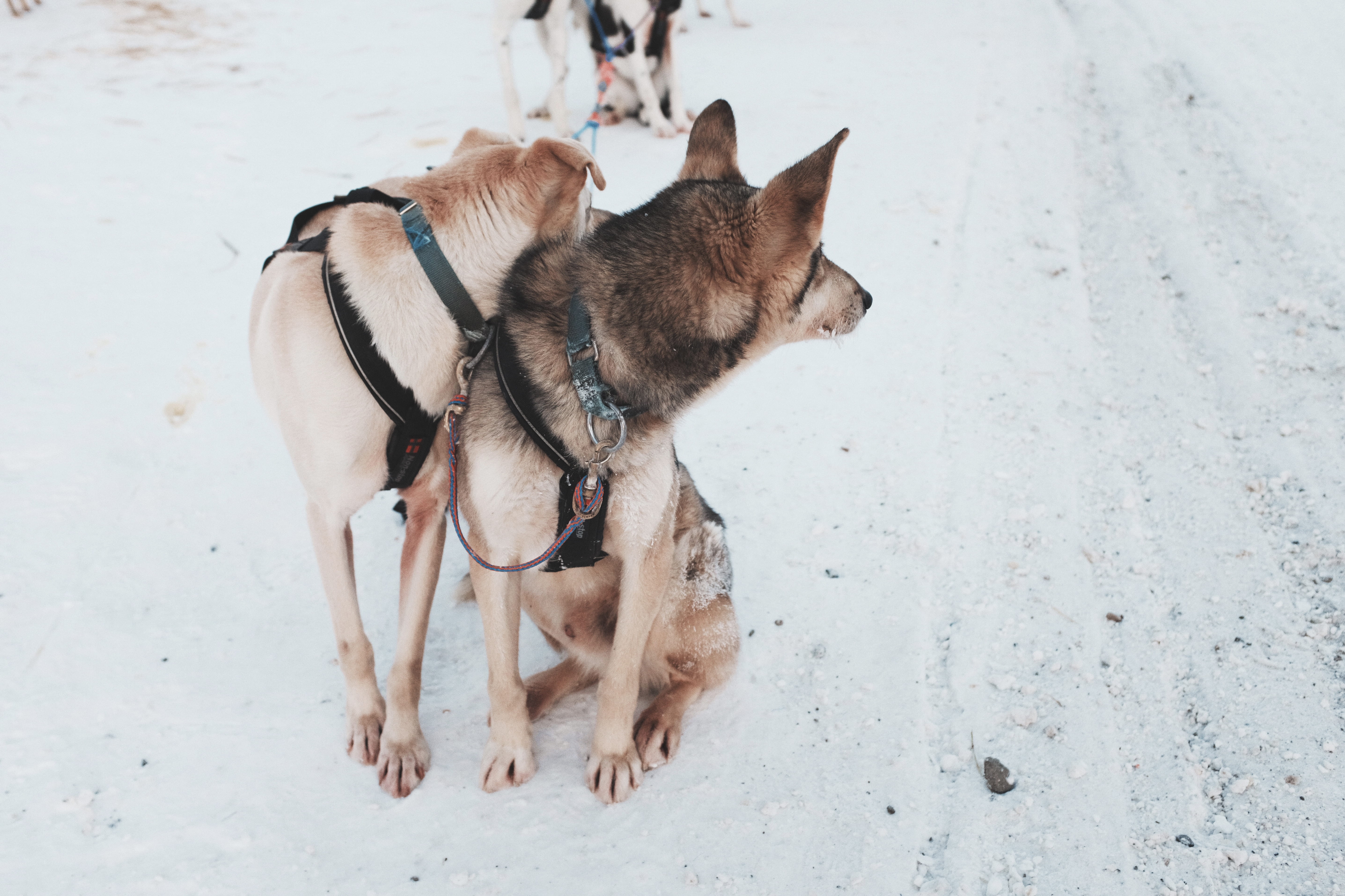 nature, cold temperature, german shepherd, coated, sled, harness, short, snow, pets, winter, strap, domestic, 5K, pet collar, mammal, vertebrate, husky, HD Wallpaper