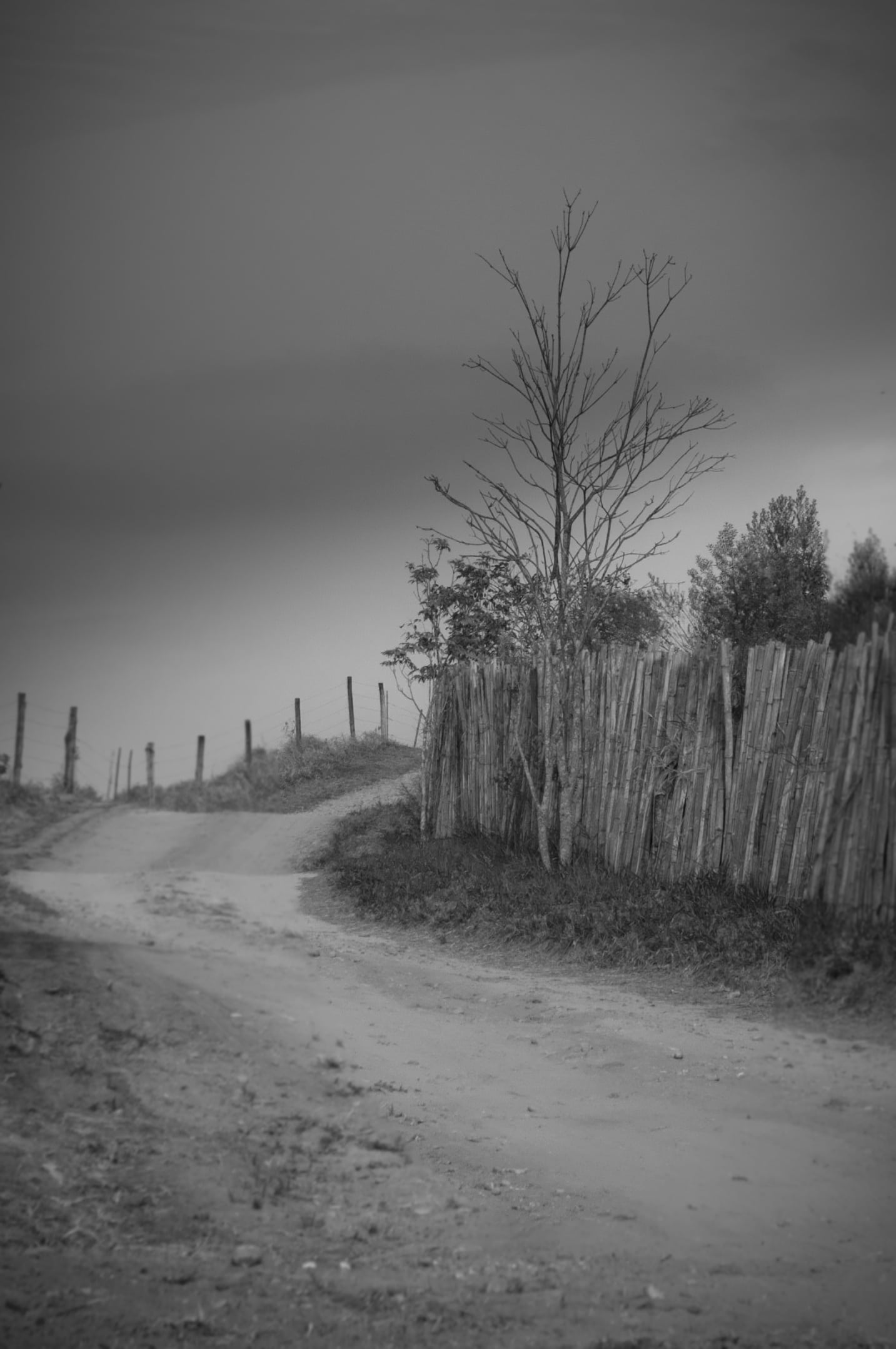 dirt, land, dirt road, nature, no people, boundary, environment, tree, fence, scenics - nature, plant, direction, tranquility, barrier, black And White, Phone HD Wallpaper