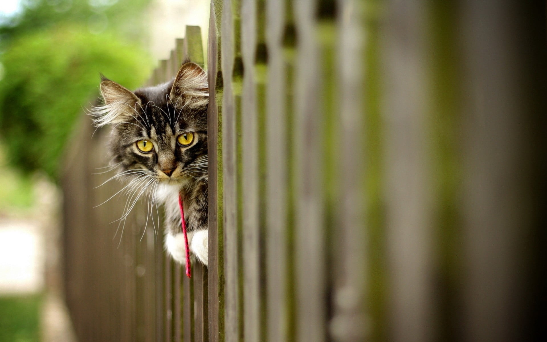 tabby, kitten, looking, beauty In Nature, no people, fence, furry, one Animal, domestic Cat, animal, cute, brown, portrait, domestic, close-up, day, selective focus, HD Wallpaper