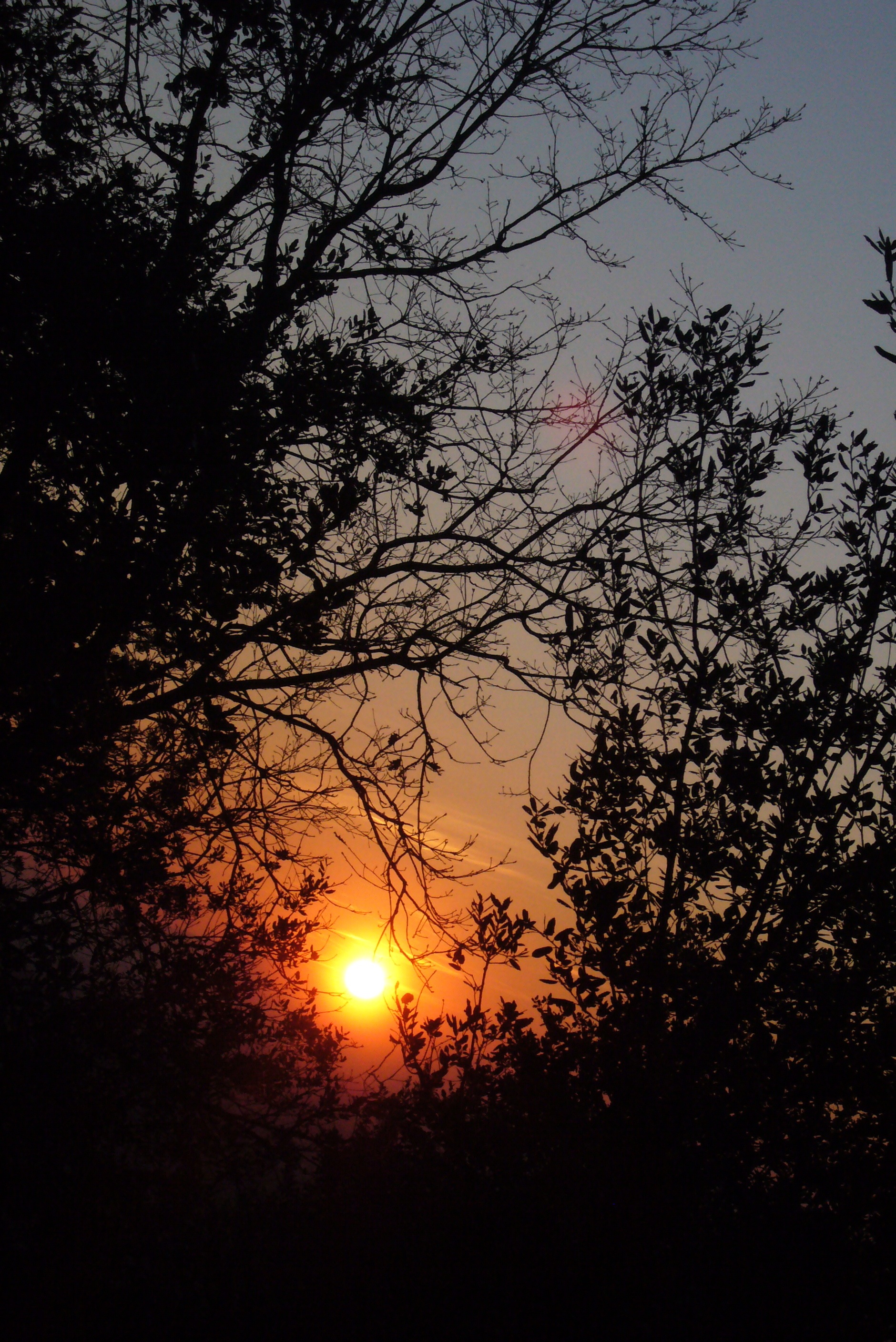 branch, sun, sunlight, eclipse, idyllic, sunset, orange color, outdoors, cloud - sky, tree, beauty in nature, alba, darken, nature, landscape, scenics - nature, Phone HD Wallpaper