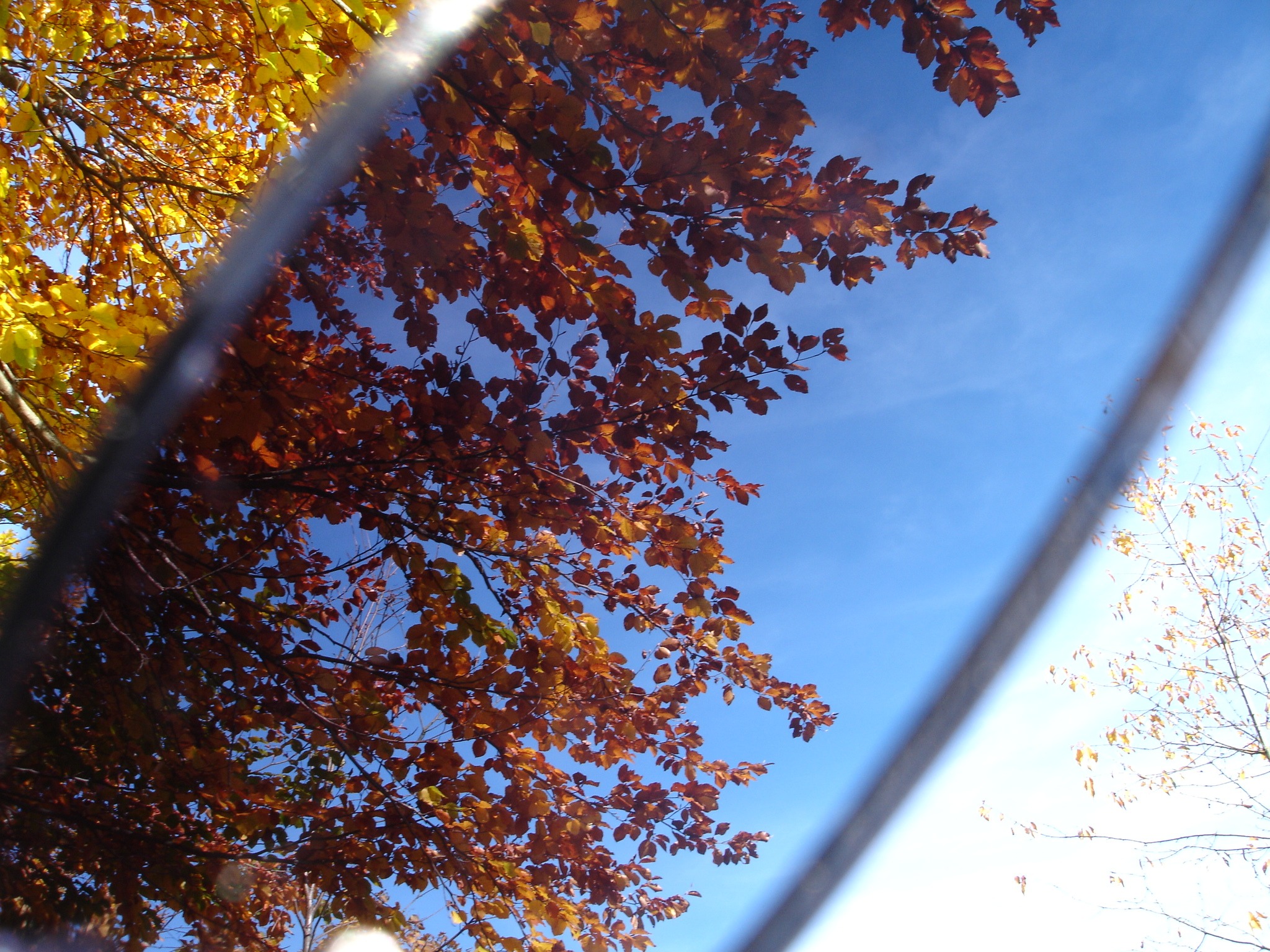 screwing up, cloud - sky, autumn forest, protection, autumn, day, growth, tree, leaves, glass - material, fall color, orange color, plant part, sky, sunglasses, HD Wallpaper