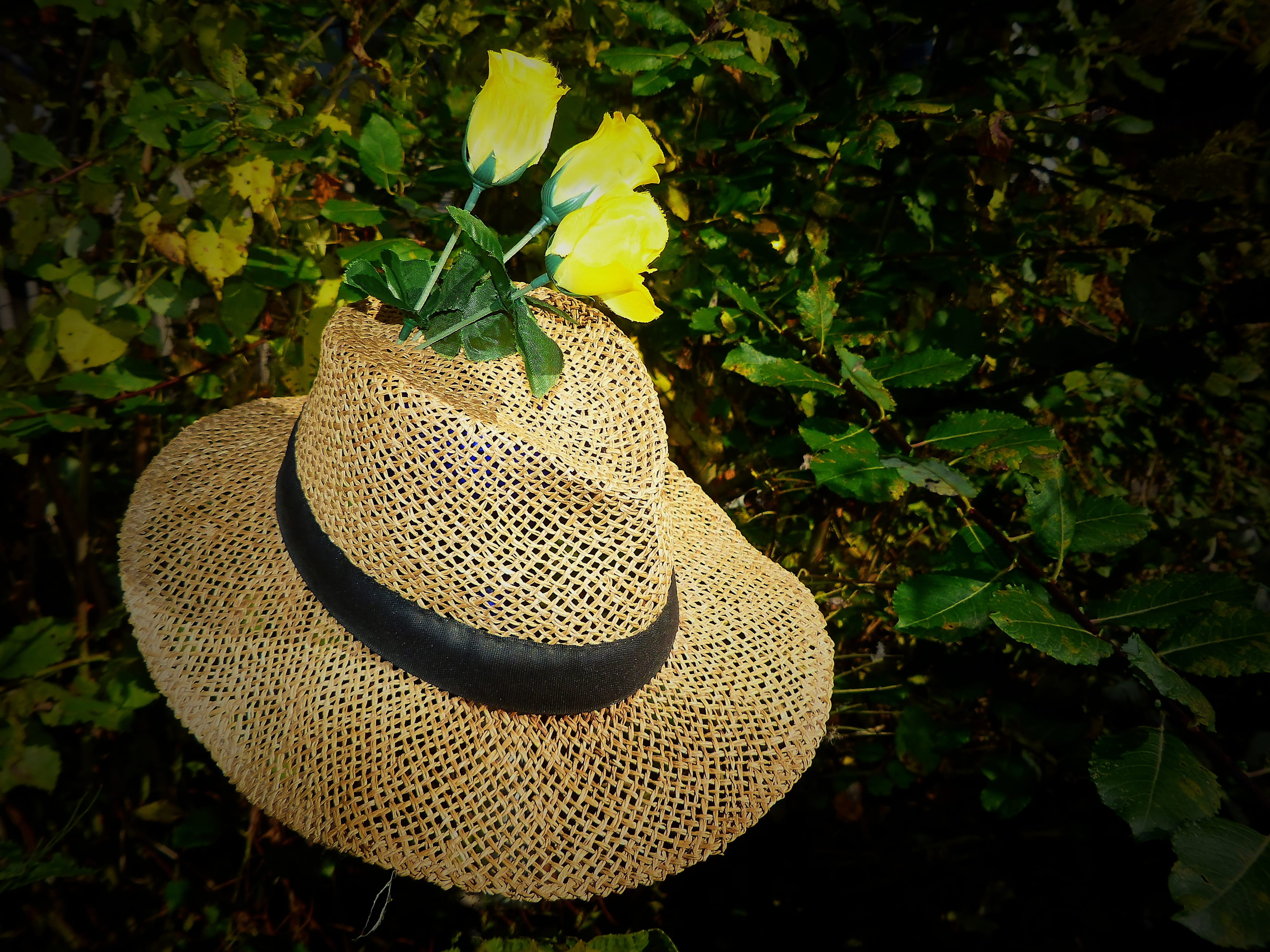 focus on foreground, close-up, 2K, tree, plant, old hat, land, green color, roses, straw hat, headwear, nature, leaf, hat, brim, deco, no people, beauty in nature, HD Wallpaper