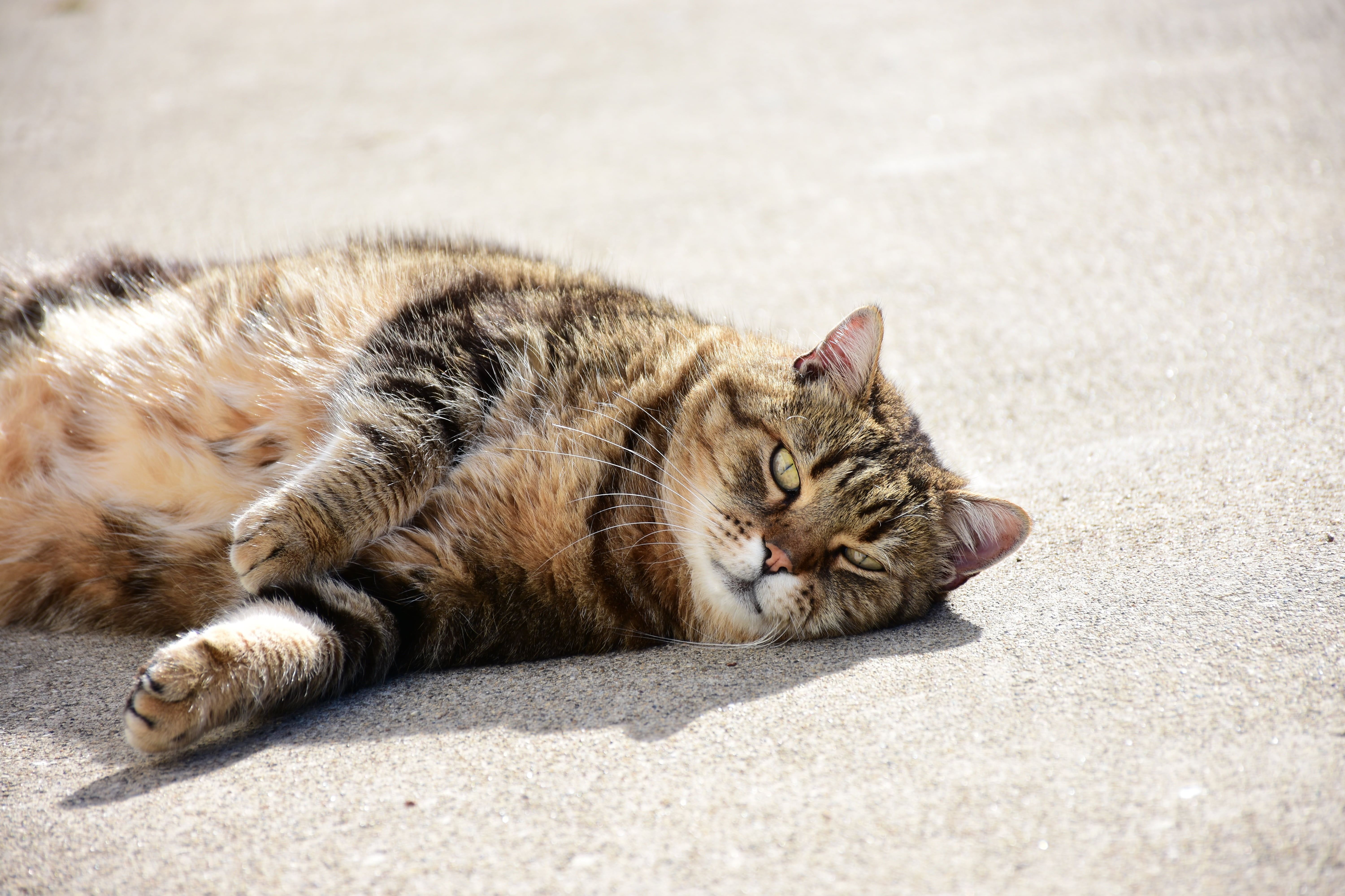 pet, tabby, sleeping, nature, feline, relaxation, pets, muzzle cat, no people, sunlight, domestic cat, mici, 5K, domestic, eyes closed, cat, felines, lying down, HD Wallpaper