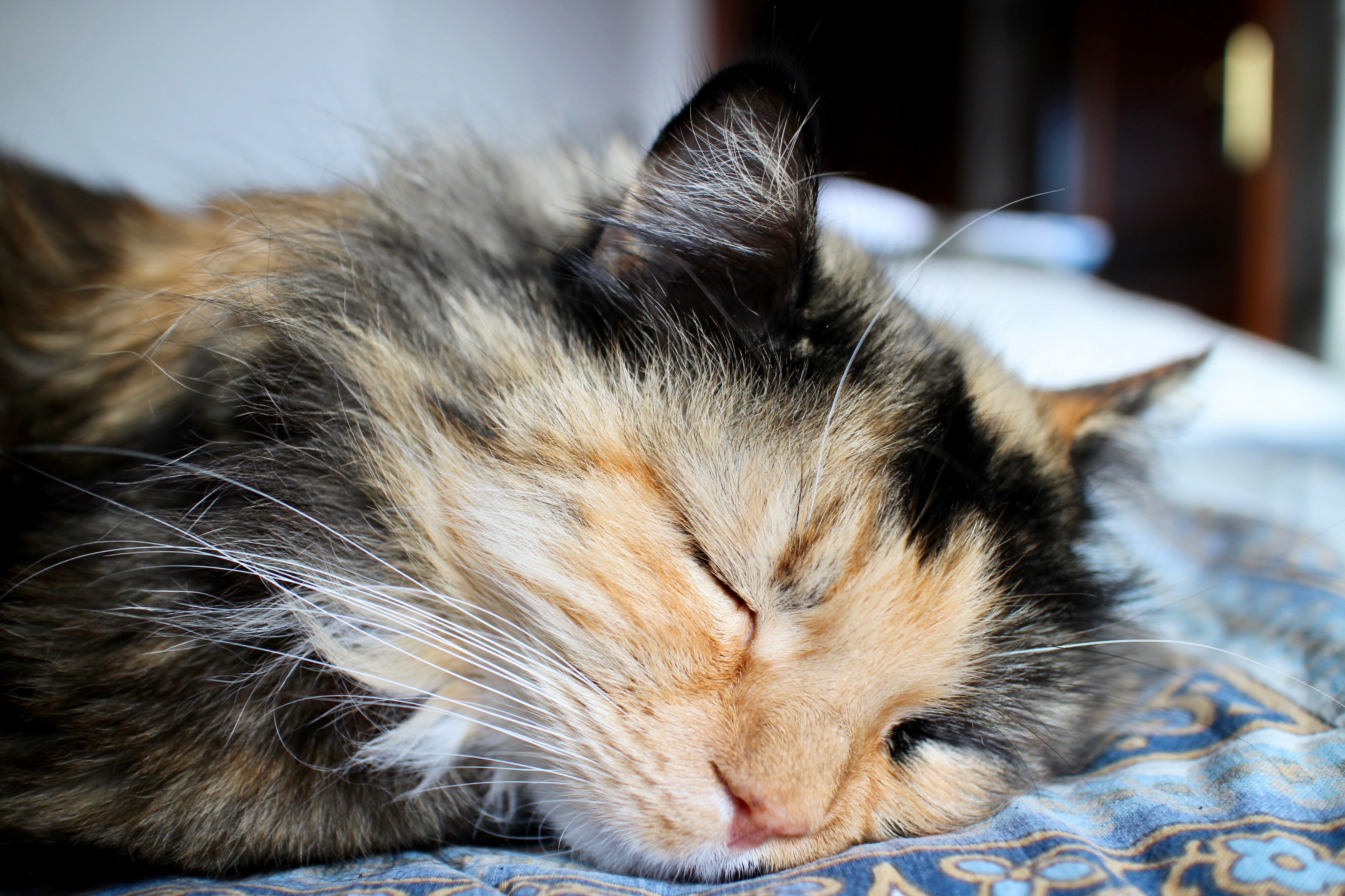 textile, puppy, brown, pets, nap, indoors, domestic, domestic animals, miao, mustache, lying, short, sleeping, red cat, hair, animal themes, muzzle, feline, HD Wallpaper
