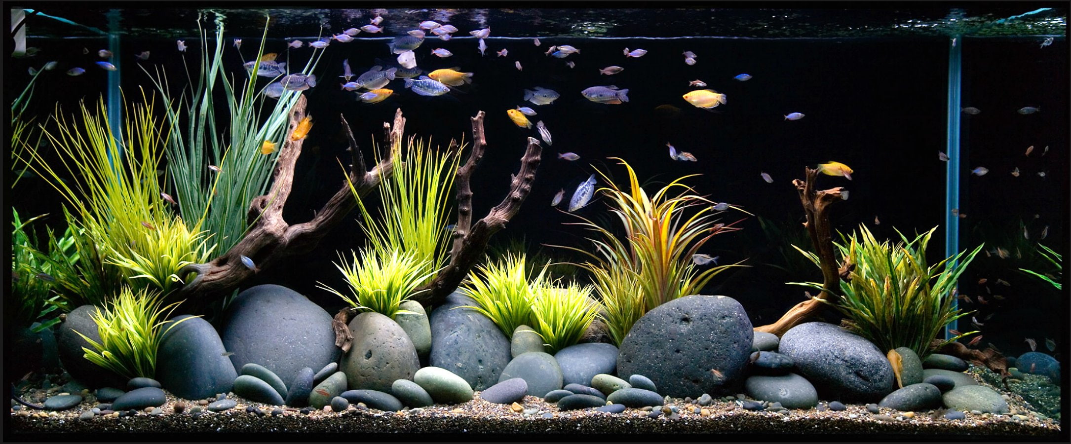 no people, transparent, animals in captivity, succulent plant, stone - object, water, rock, 1080P, sealife, ocean, animal, nature, fish, solid, animal themes, HD Wallpaper