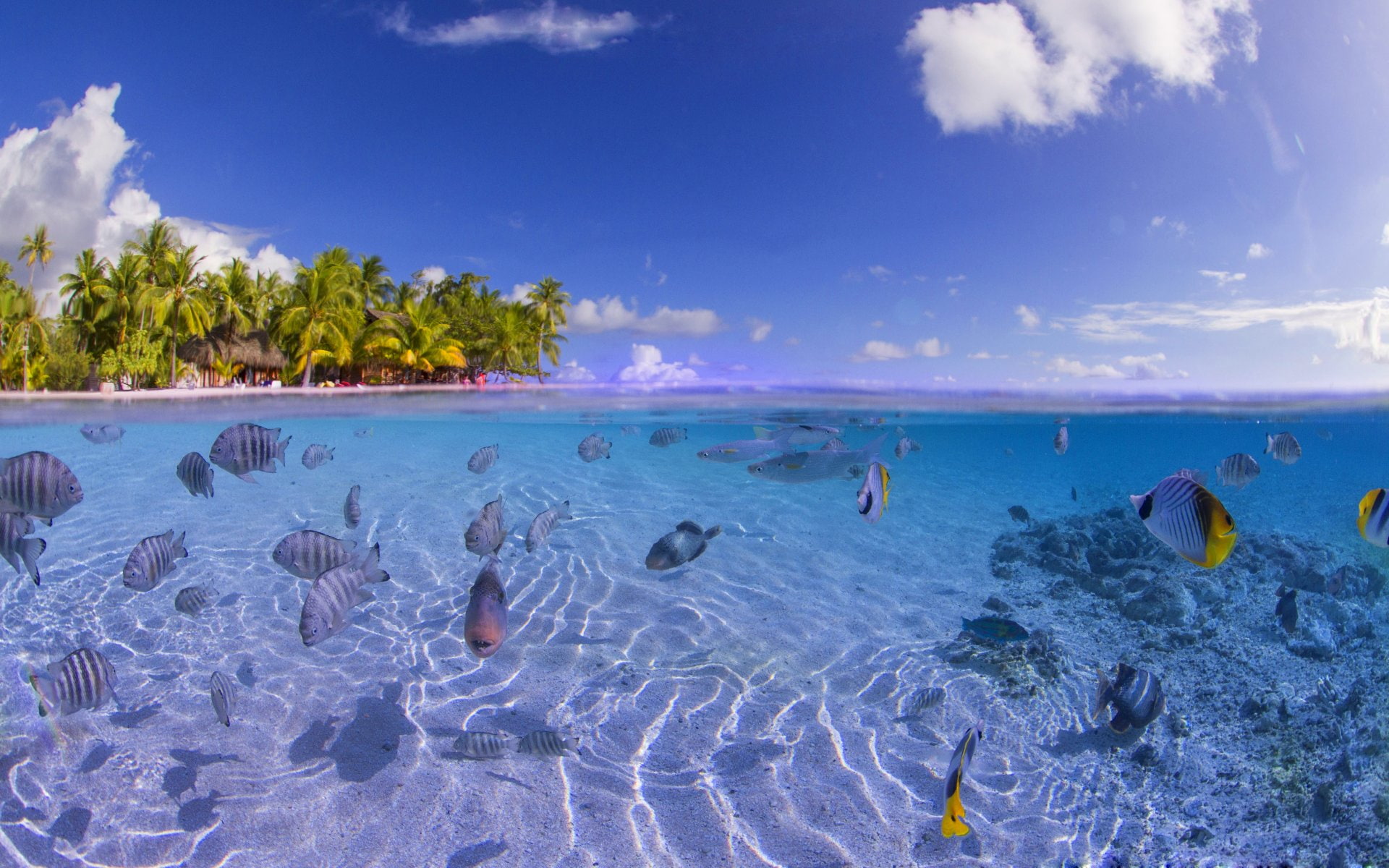 day, underwater, horizon over water, water, sea, island, tropical climate, cloud - sky, beach, tahiti, nature, plant, tree, outdoors, large group of animals, HD Wallpaper