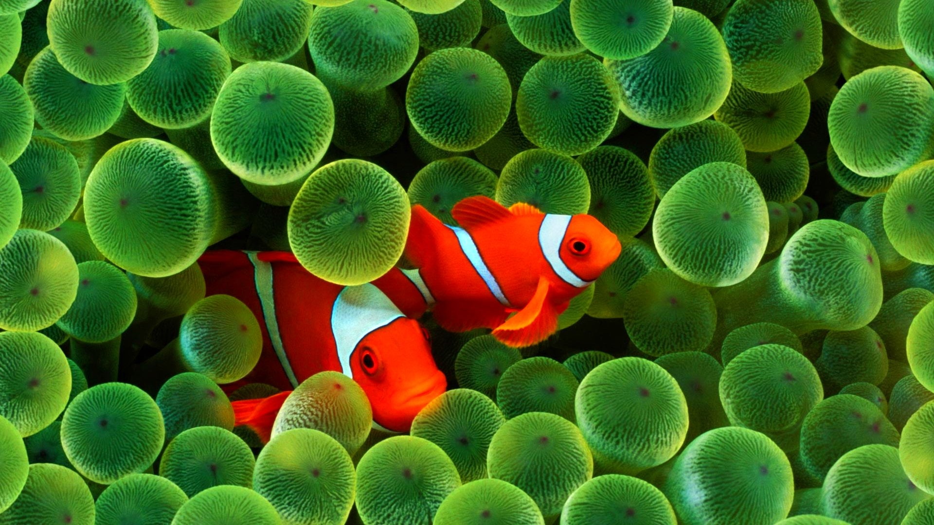 sea, water, nature, swimming, undersea, animal wildlife, animals in the wild, fishes, vertebrate, animal themes, clown fish, sealife, underwater, marine, HD Wallpaper
