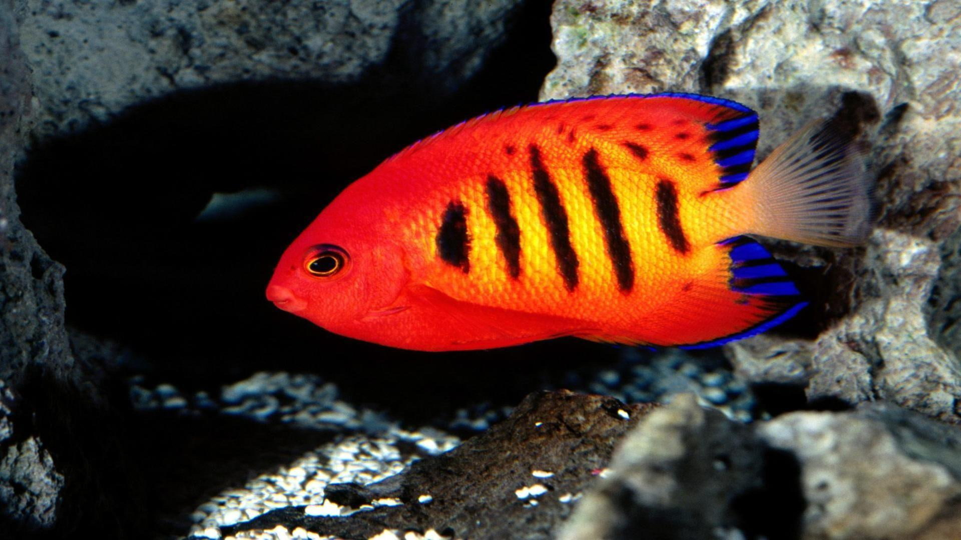 reddish, flame, animals, rish, 1080P, angelfish, sealife, HD Wallpaper