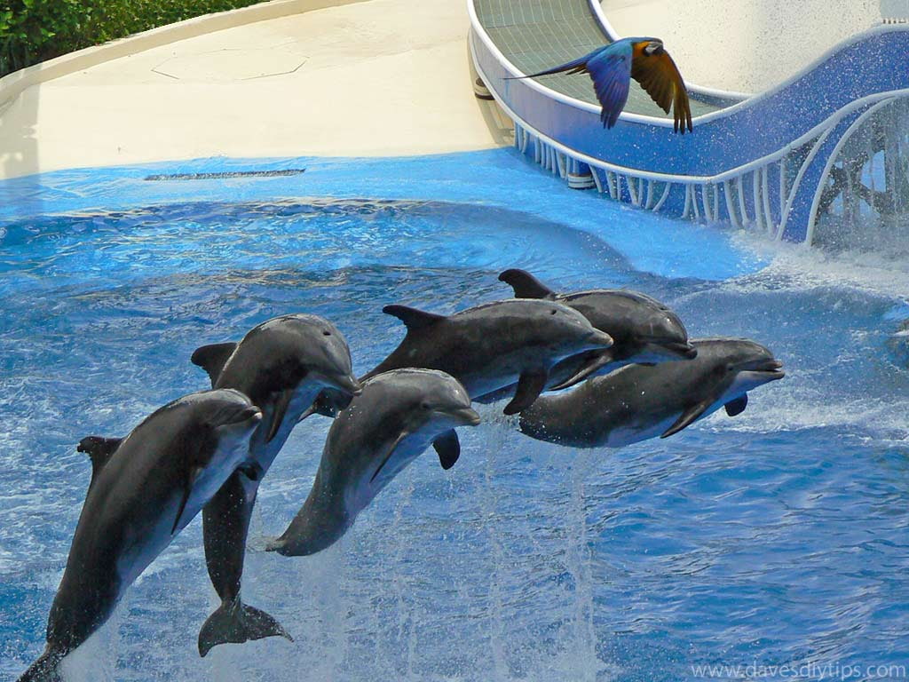 sealife, animals, hd, 480P, water, art, Dolphins, Bird, mammals, photography, HD Wallpaper