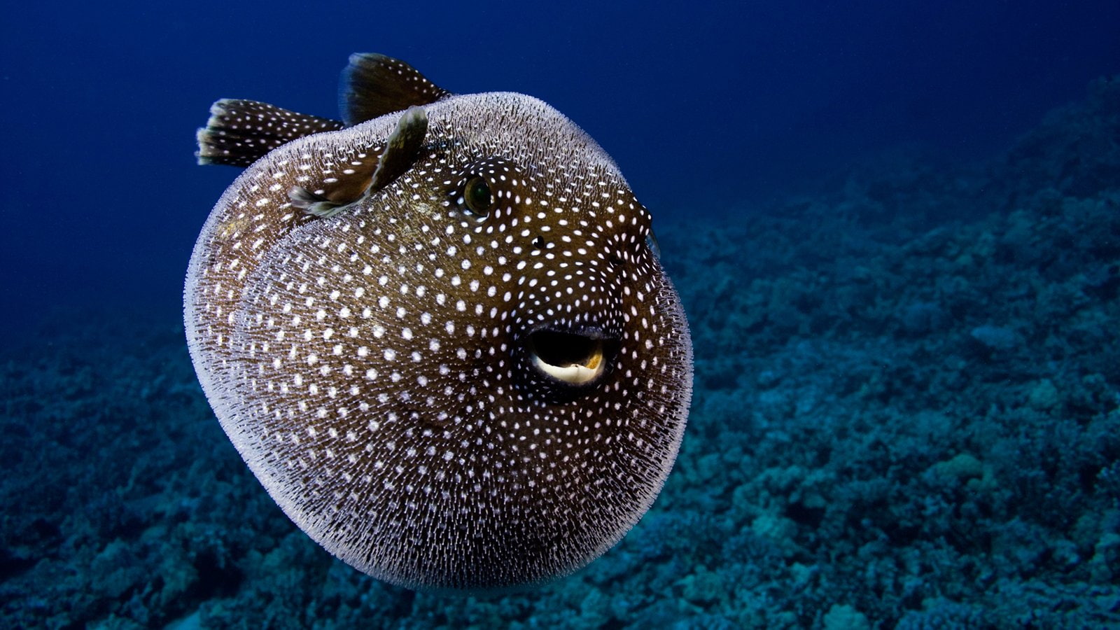 sealife, fishes, 720P, ocean, fish, sea, water, underwater, HD Wallpaper