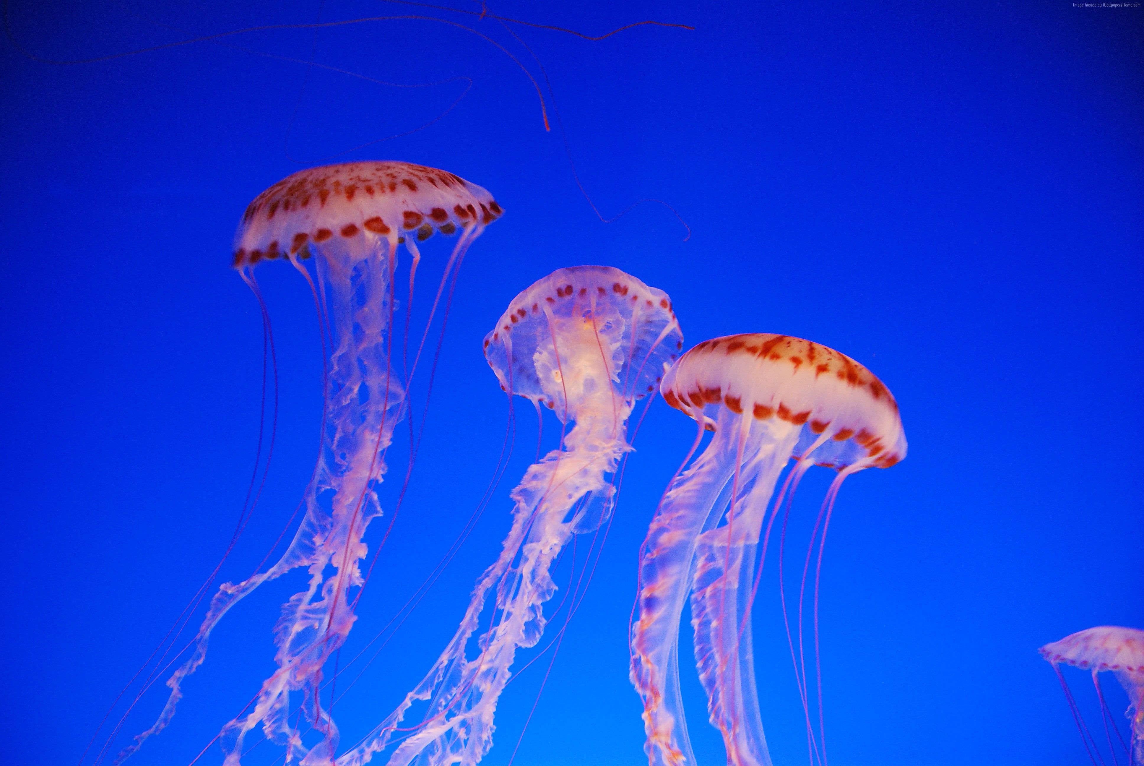 Nettle, 4k, blue, water, Worlds best diving sites, medusa, Colorful, tourism, 4K, 5k, sealife, Pacific Sea, diving, underwater, Jellyfish, HD Wallpaper