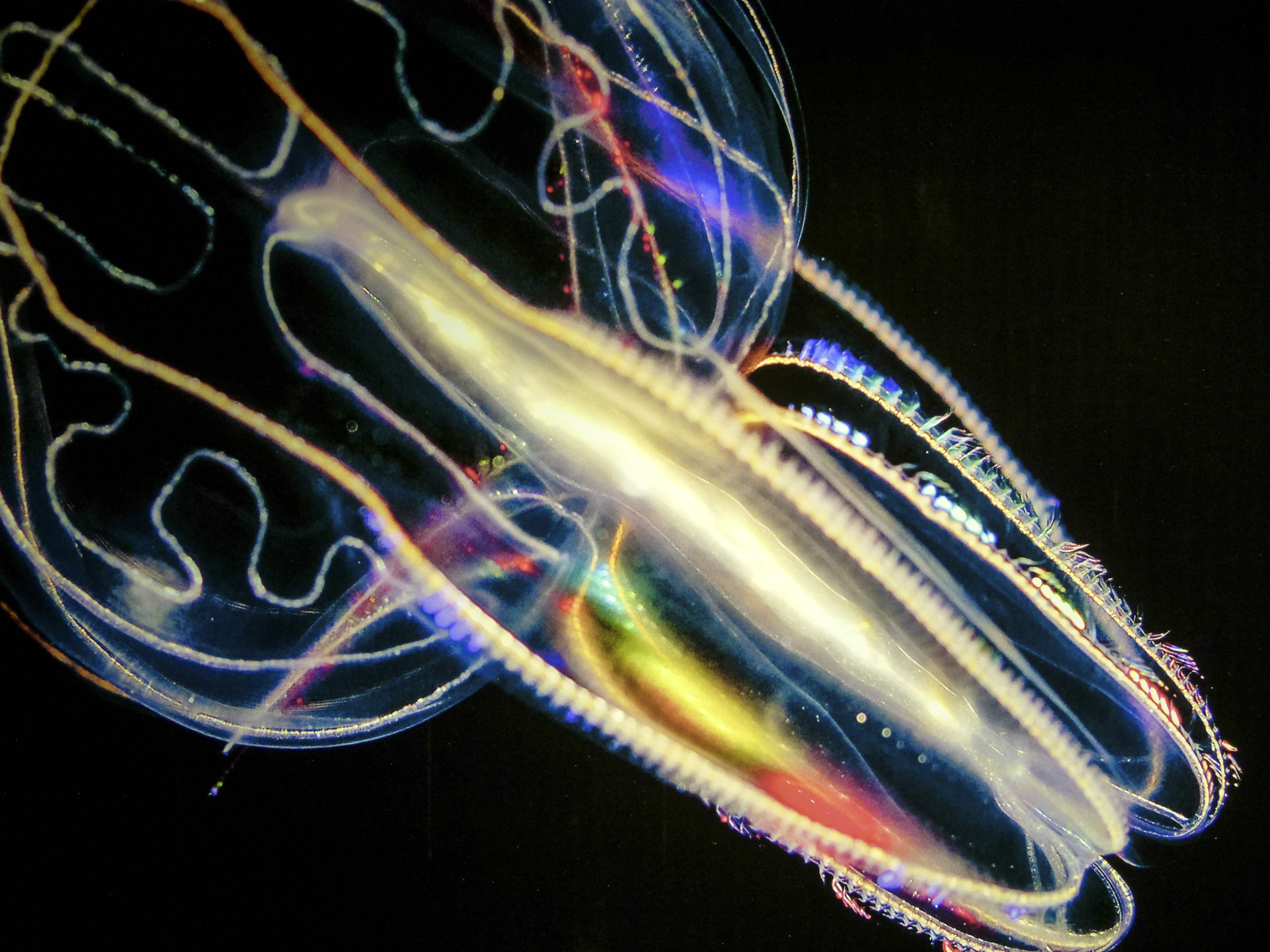 underwater, sea, black background, 4K, one animal, sea-life, luminous, marine, undersea, luminosity, swimming, animal, studio shot, sea animal, multi colored, HD Wallpaper