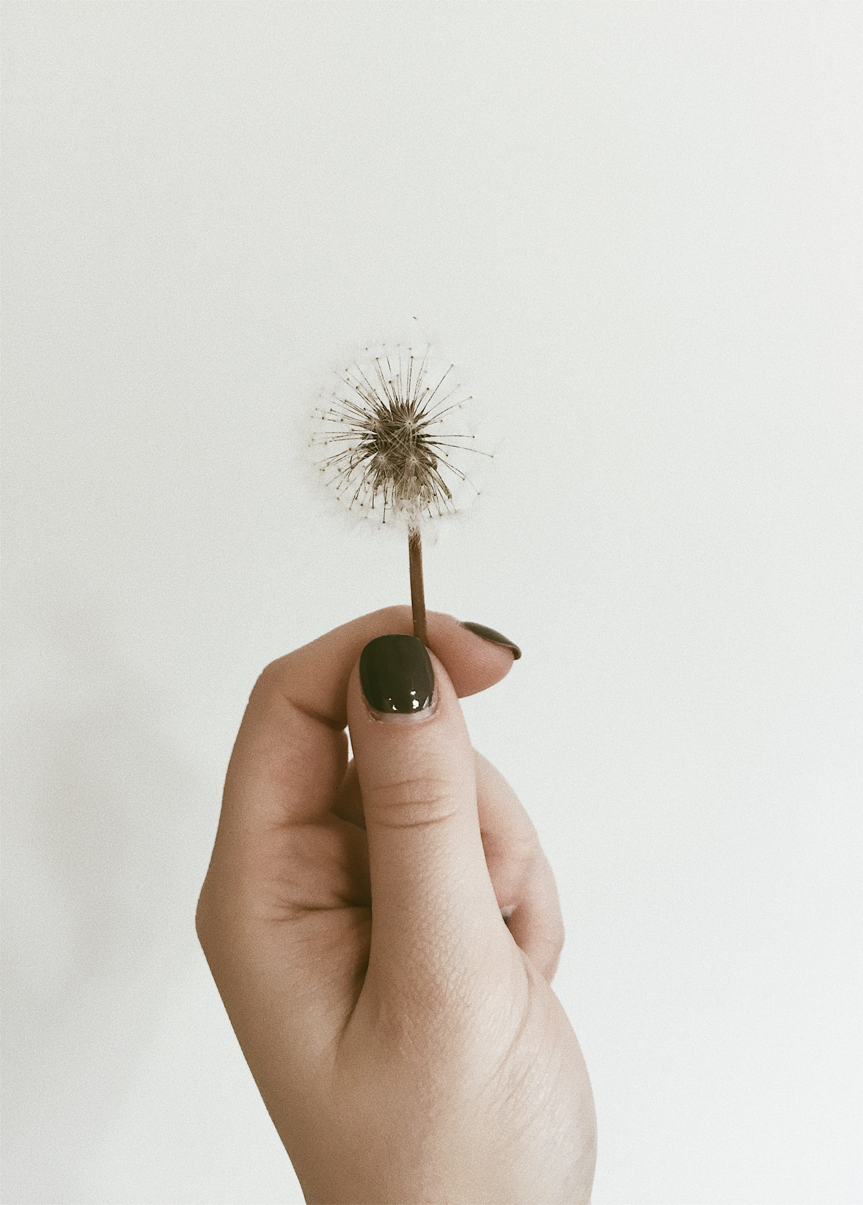 holding, copy space, dendelion, personal perspective, human body part, nature, fragility, studio shot, close-up, 1080P, dandelion seed, human finger, white, Phone HD Wallpaper