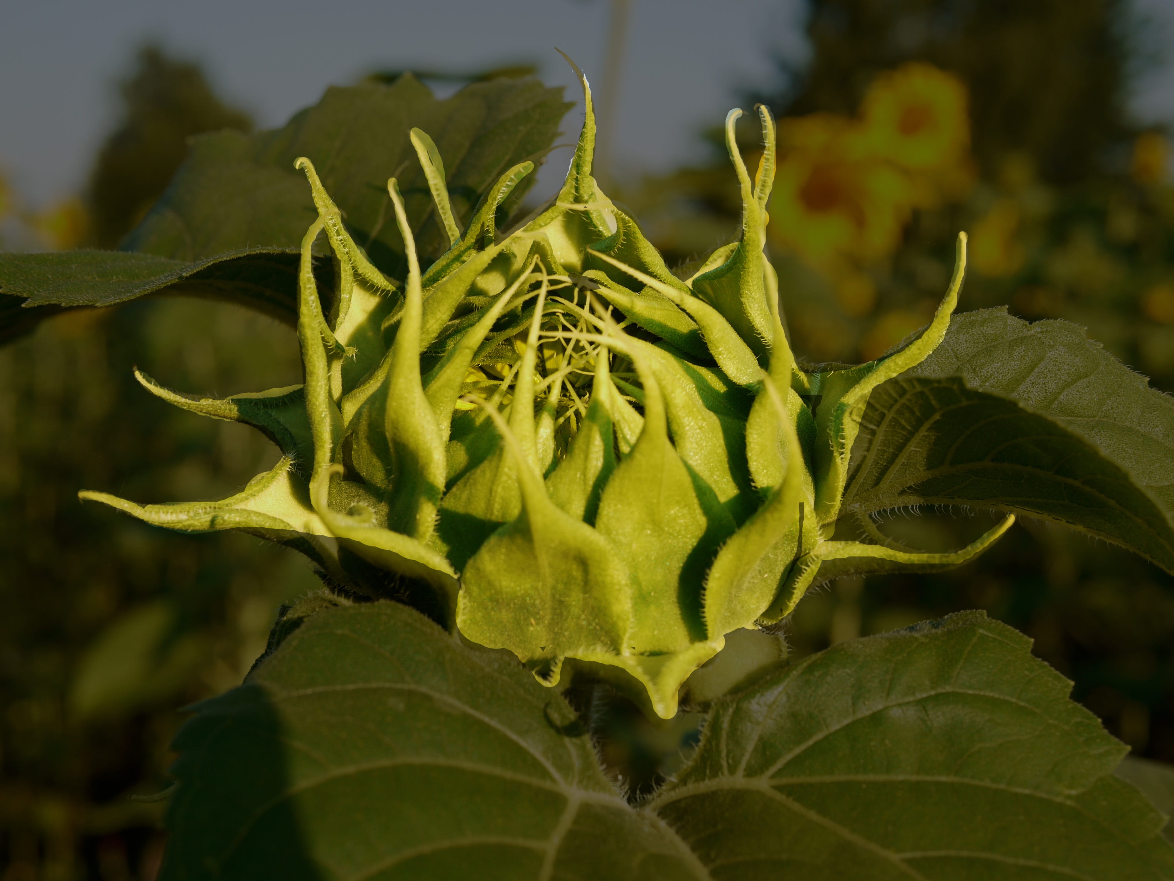 sun flower, yellow, food, morning, leaf, color family, shades of green, freshness, morgenstimmung, rural, leaves, macro, in the, outdoors, vulnerability, HD Wallpaper