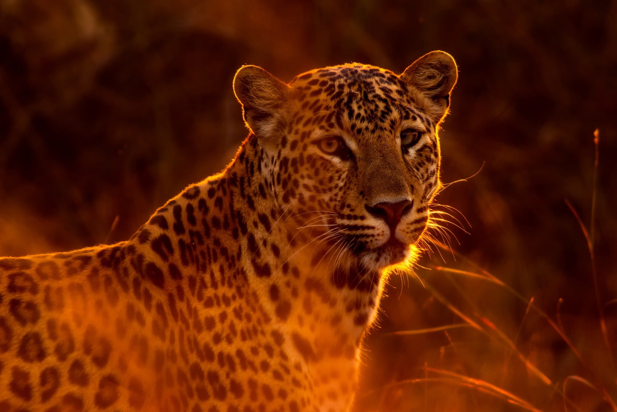 handsome, the sun, leopard, spotted, bokeh, 1080P, grass, predator, HD Wallpaper
