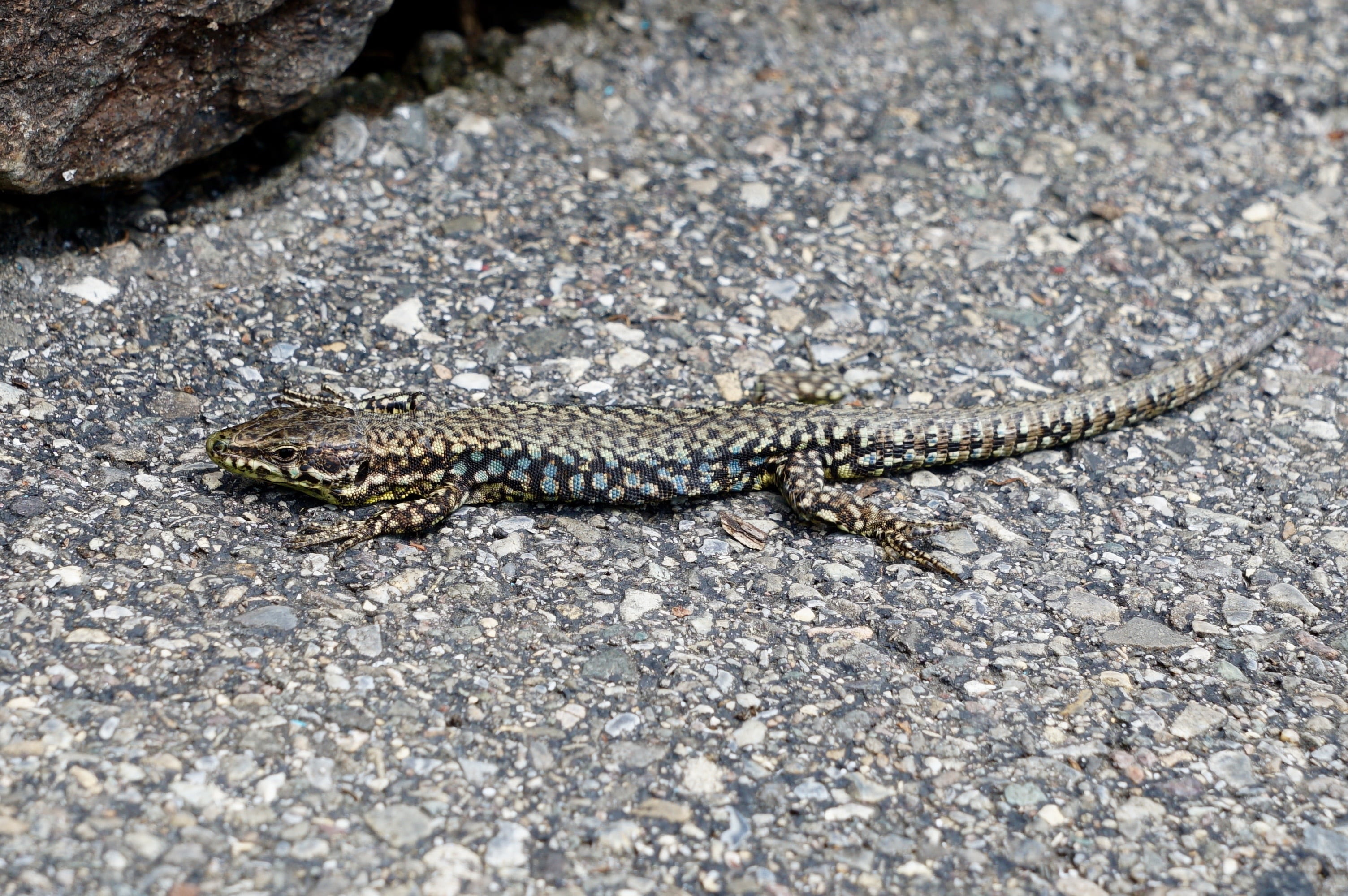 crocodile, lizard, animal scale, spotted, solid, no people, full length, animal wildlife, day, one animal, 2K, lizards, disguised, vertebrate, sun, camouflage, HD Wallpaper