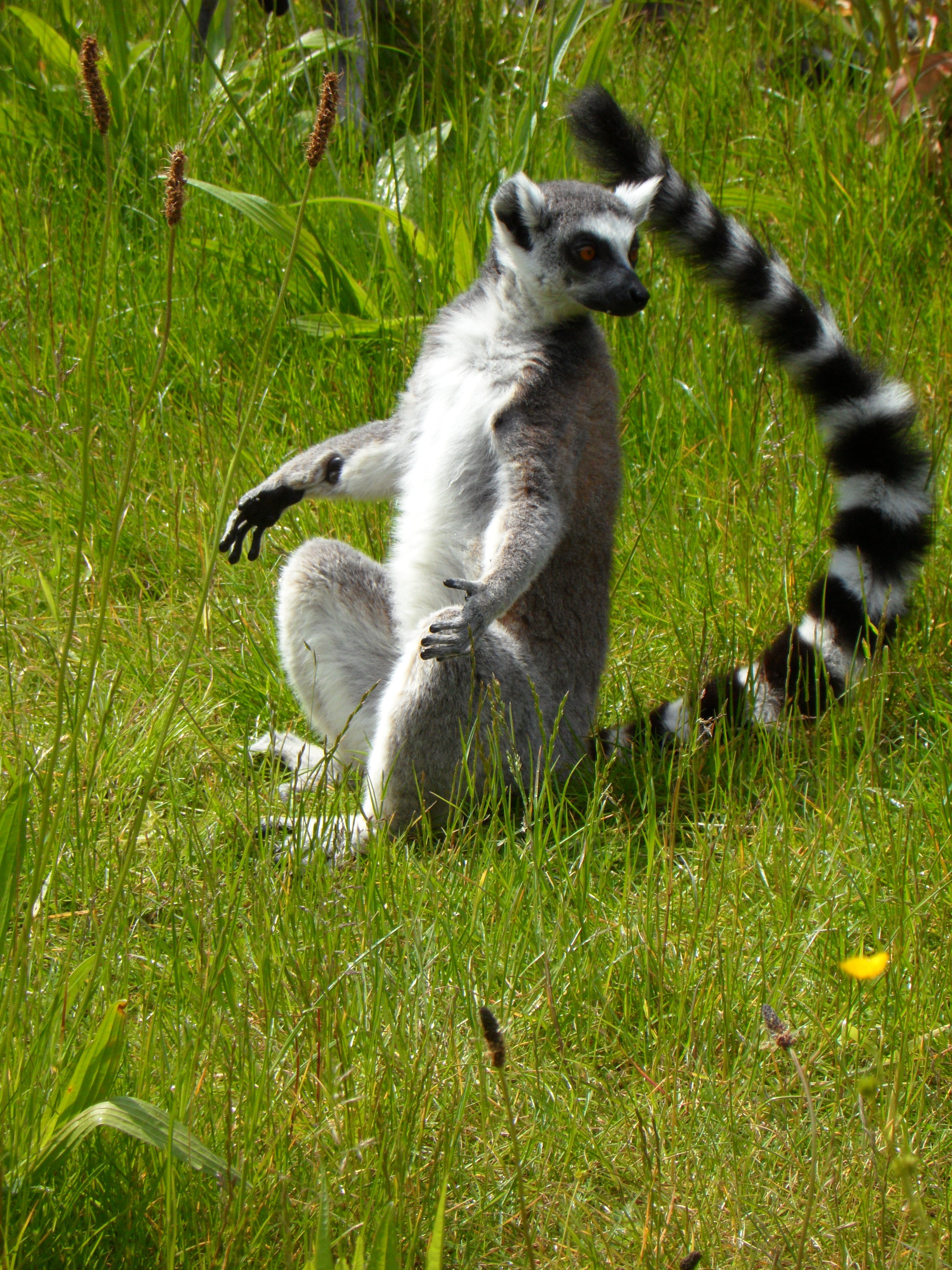 lemurs, no people, animal, lemur, ring-tailed Lemur, meadow, spotted tail, one animal, growth, sit, day, animals in the wild, 4K, animal wildlife, mammal, Phone HD Wallpaper
