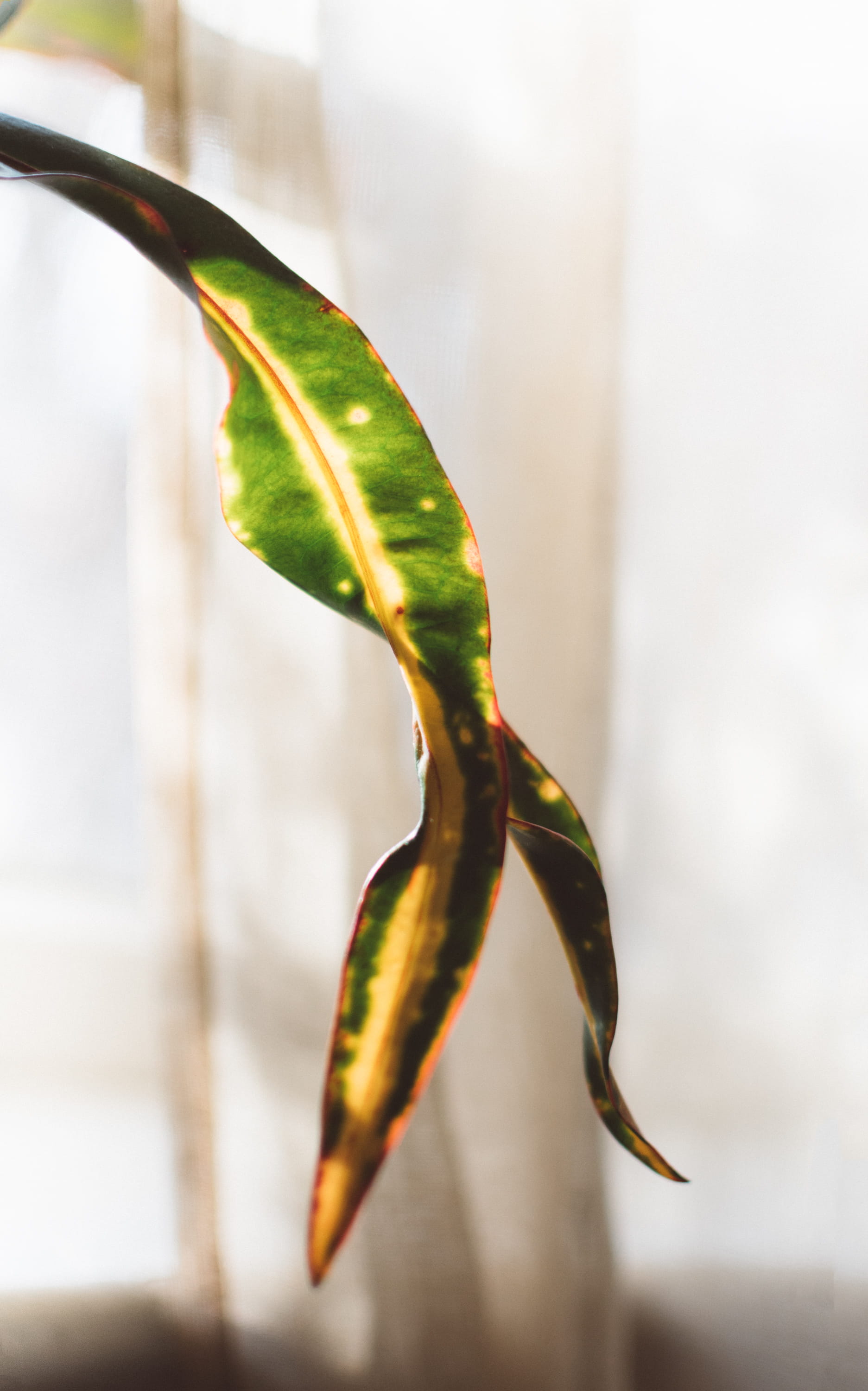 window, 2K, no people, day, houseplant, outdoors, edge, green, vein, fragility, plant, vulnerability, beauty in nature, split, flowering plant, red, nature, Phone HD Wallpaper