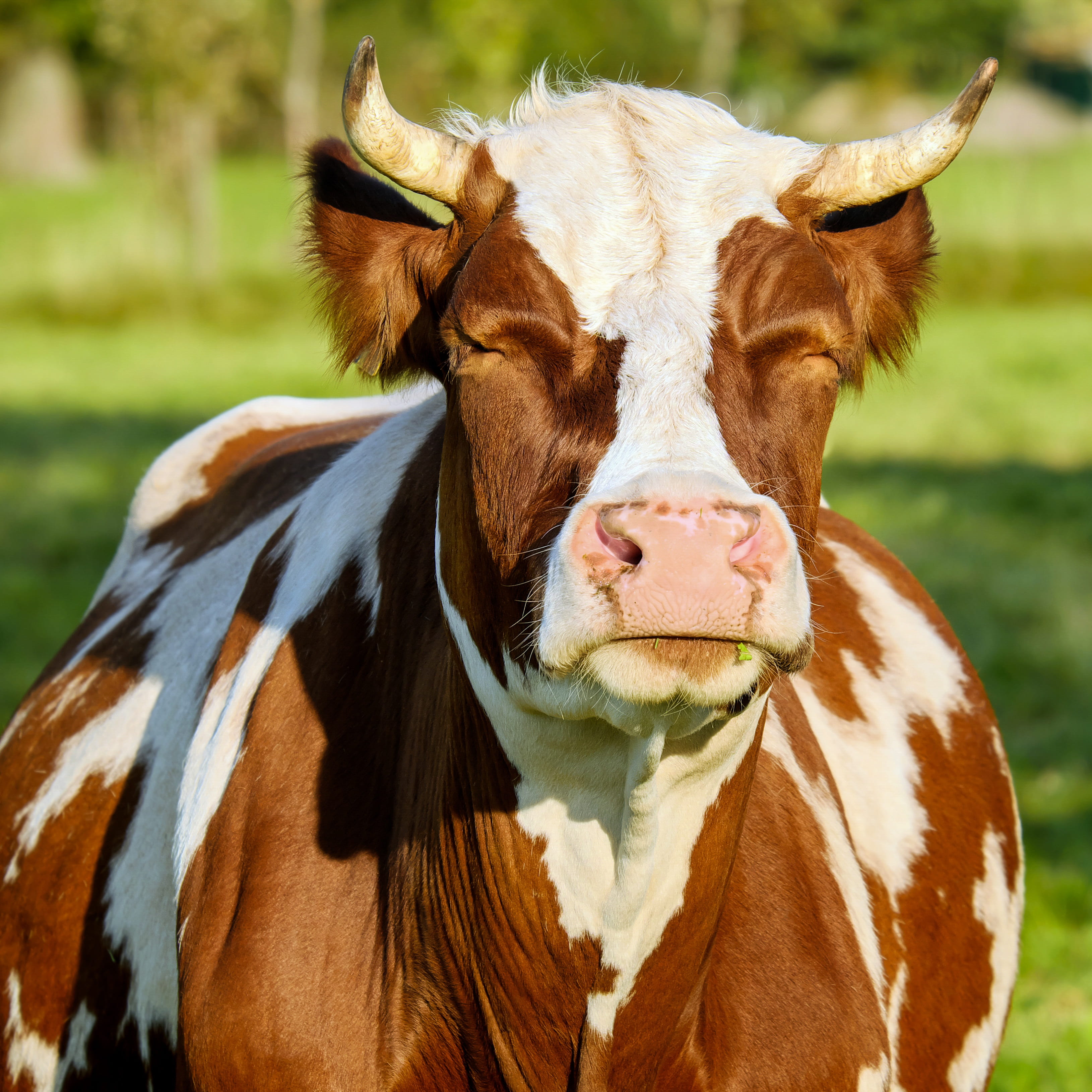 2K, agriculture, focus on foreground, looking at camera, outdoors, no people, brown, beef, black forest, animal themes, creature, brown white, livestock, HD Wallpaper