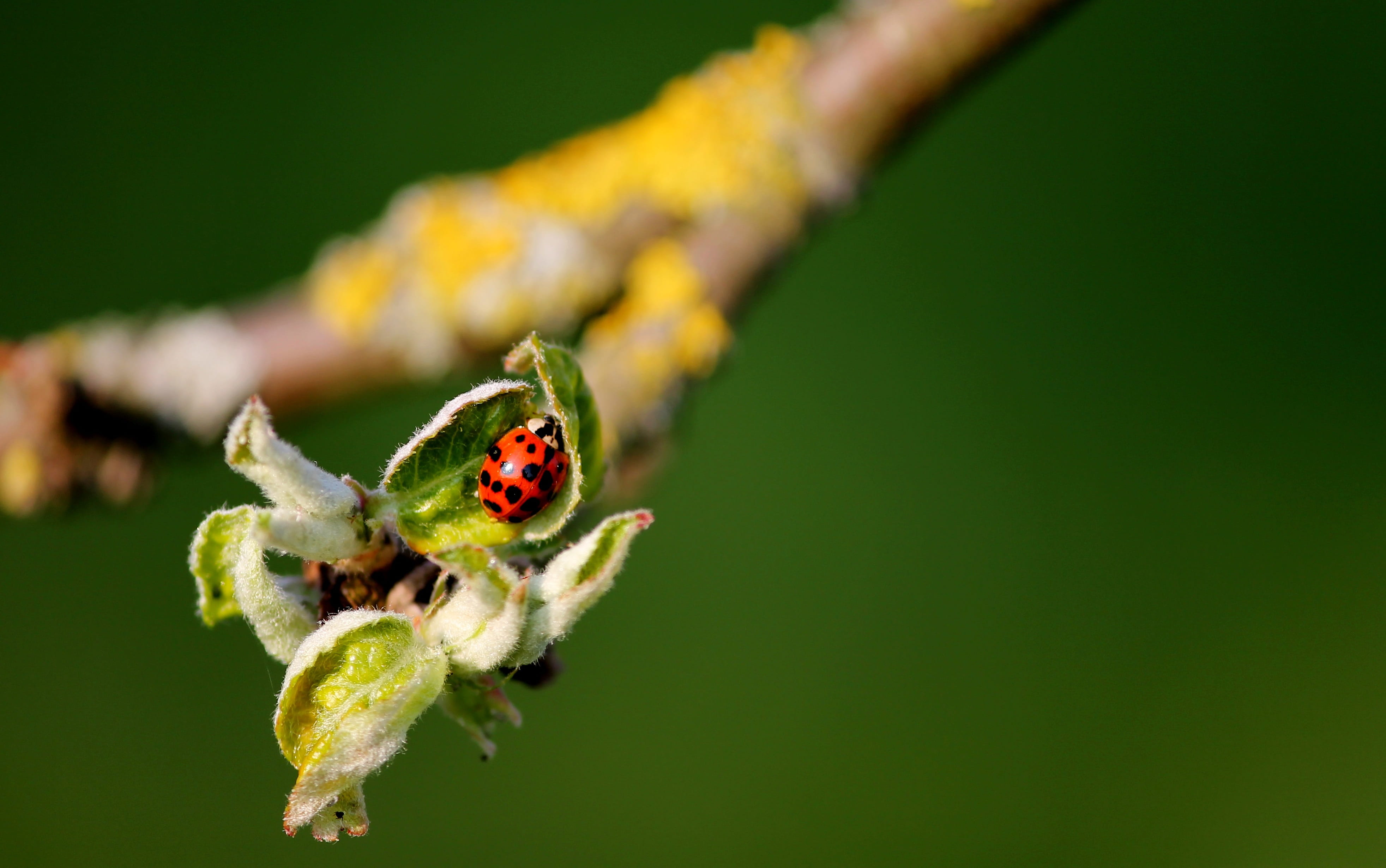tree, protection, fruit tree, Buds, green color, one animal, outdoors, spotted, close-up, focus on foreground, animal themes, 4K, red, Leaf, leaf buds, HD Wallpaper