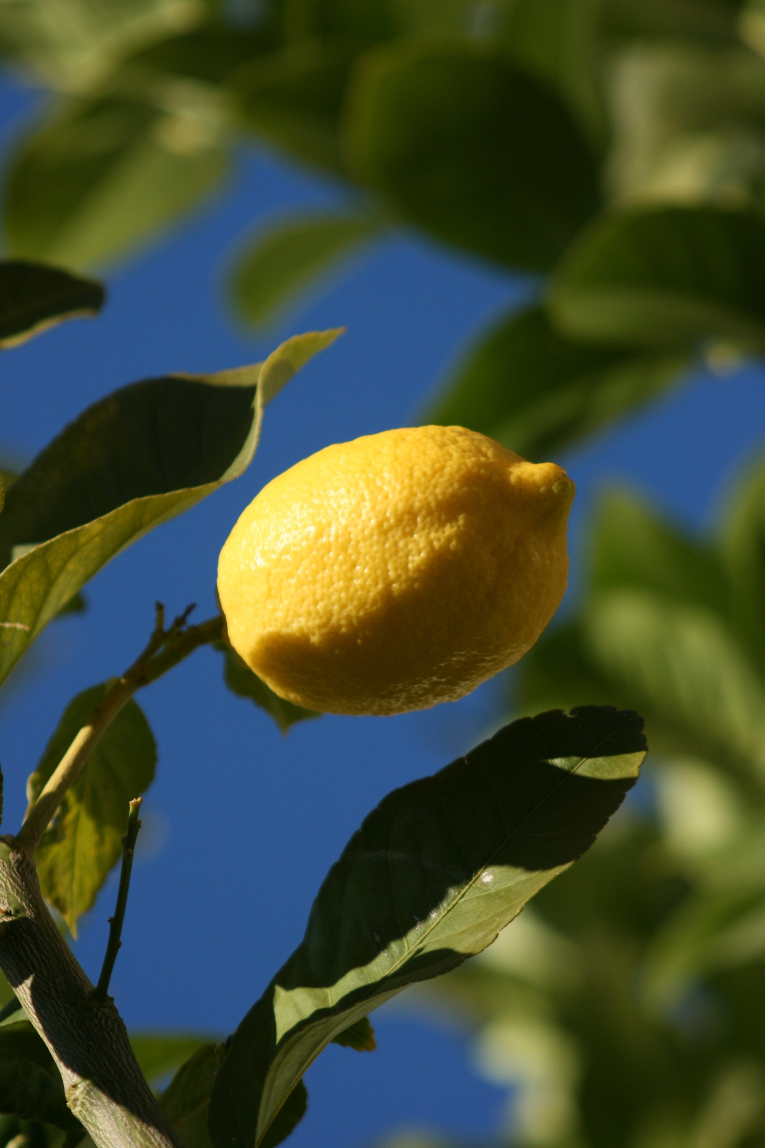 ripe, acidity, close-up, 4K, plant part, leaf, fruit tree, plant, growth, no people, green color, nature, vitamin c, fruit, mediterranean, lemon, outdoors, Phone HD Wallpaper