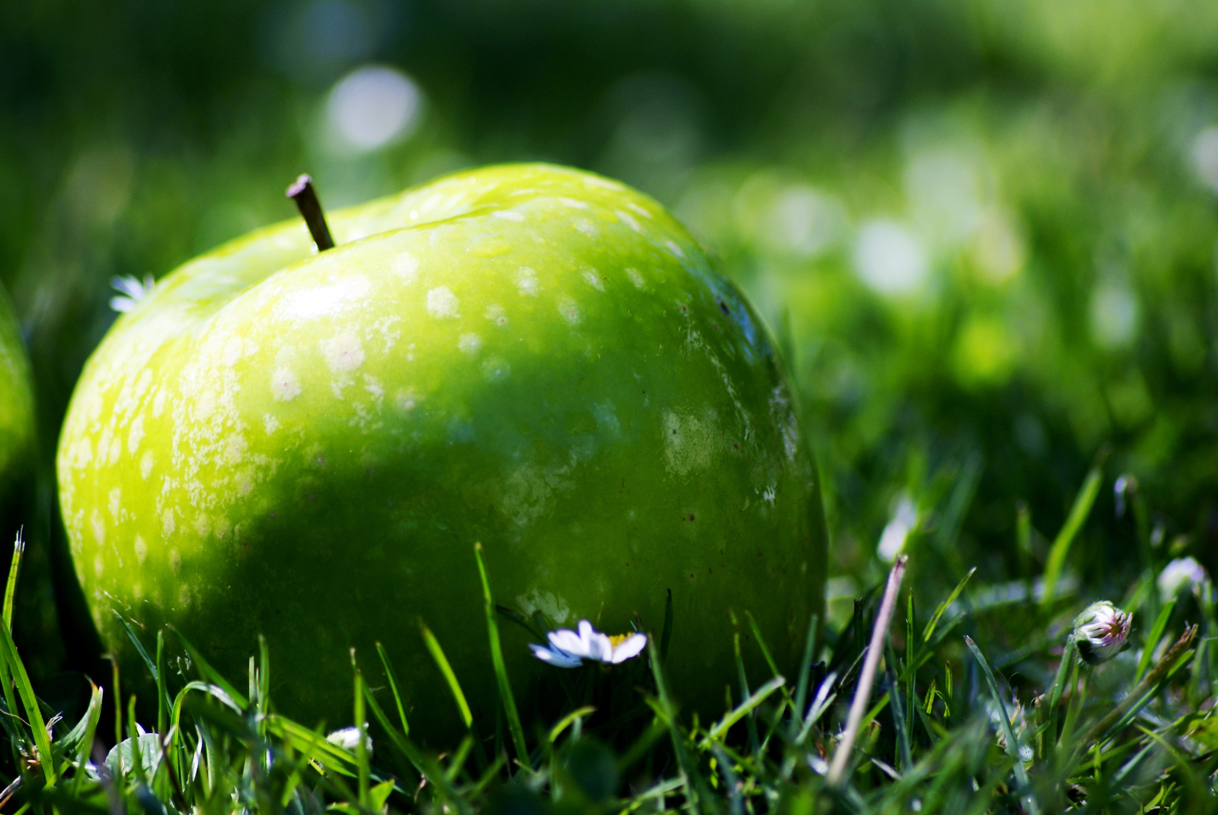 apple - fruit, healthy eating, wellbeing, freshness, tree, photo, orchard, fruit, apple, daisy, growth, single object, green, acid, grany fruit diet, field, HD Wallpaper