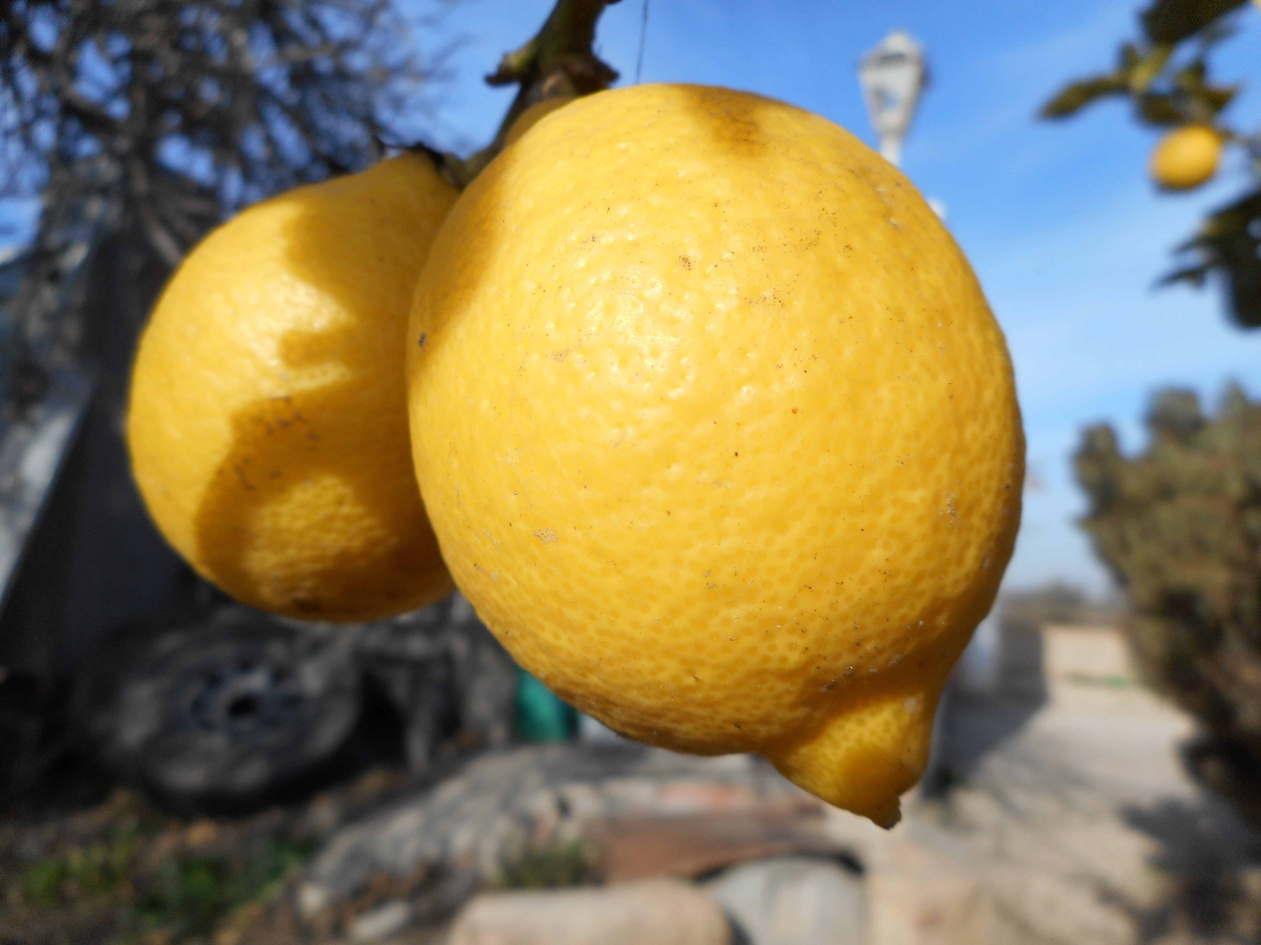 ripe, outdoors, freshness, mediterranean, fruit, lemon, close-up, day, food and drink, nature, no people, lemon tree, yellow, healthy eating, food, mediterranean countryside, HD Wallpaper