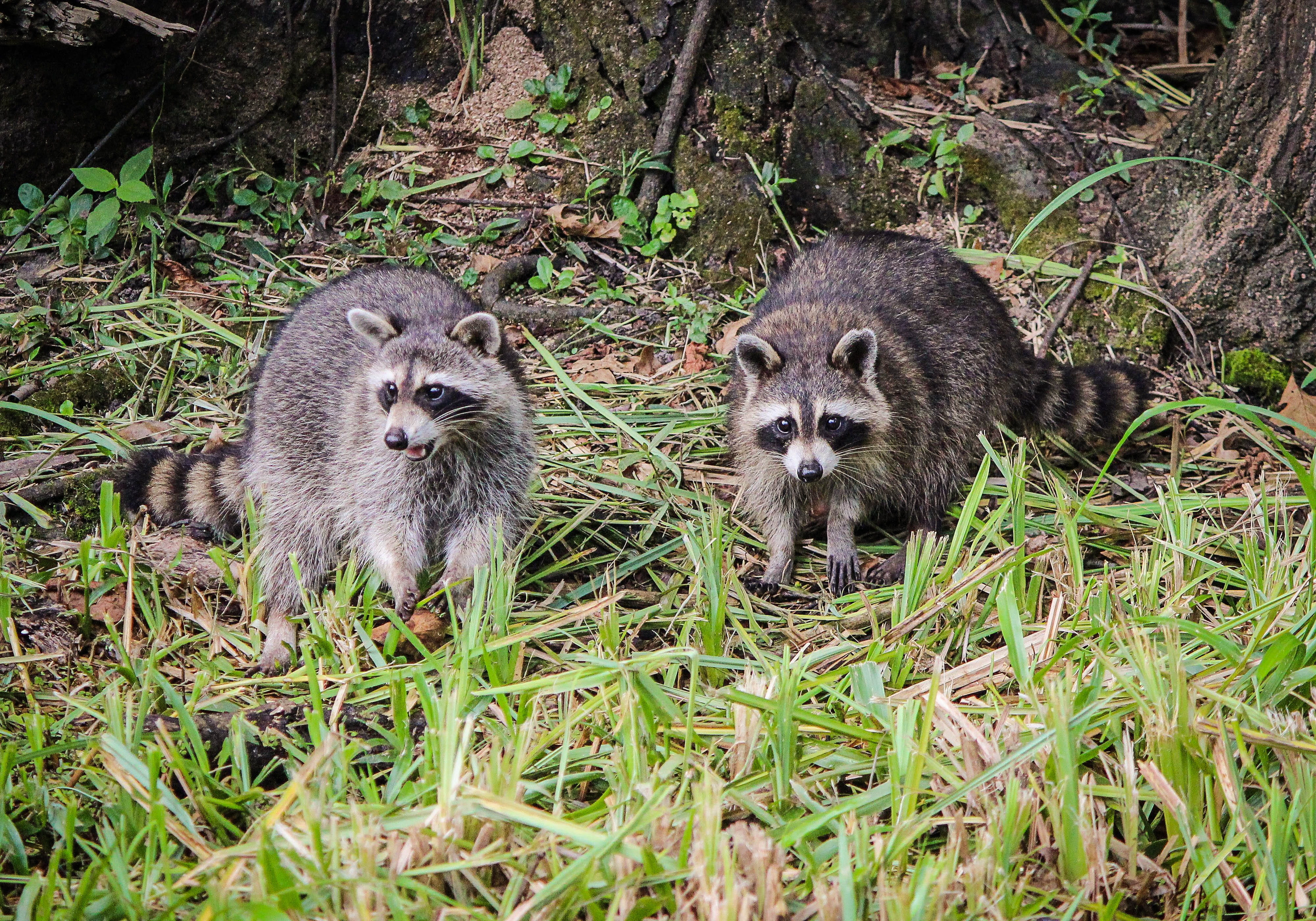 bayou, grasses, omnivorous, animal, portrait, mask, standing, louisiana, two animals, day, coon, nature, mammal, looking at camera, tree, animal family, HD Wallpaper