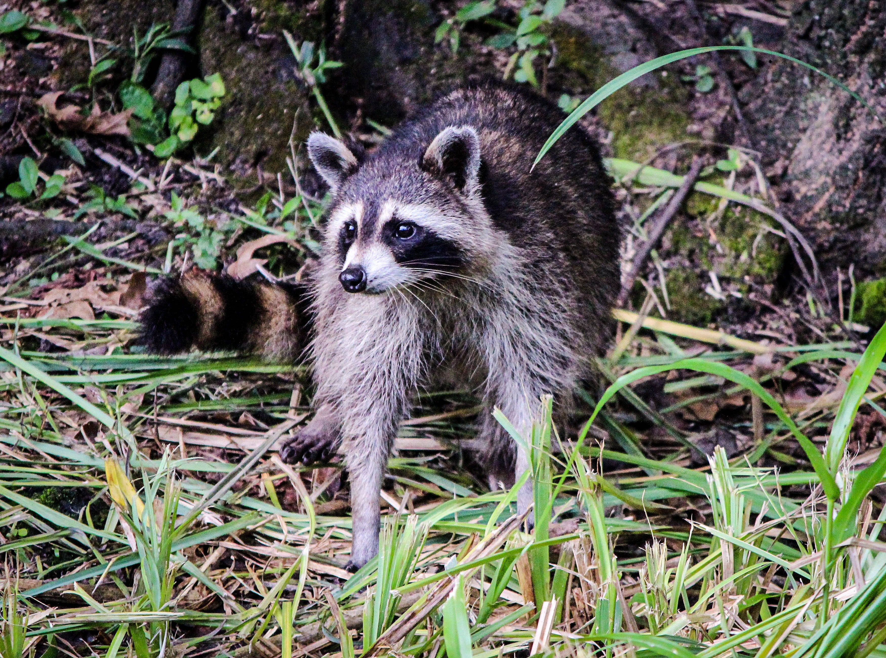 north american raccoon, mammal, bayou, 2K, face mask, coon, omnivorous, animal themes, vertebrate, nature, animals in the wild, raccoon, facemask, no people, HD Wallpaper