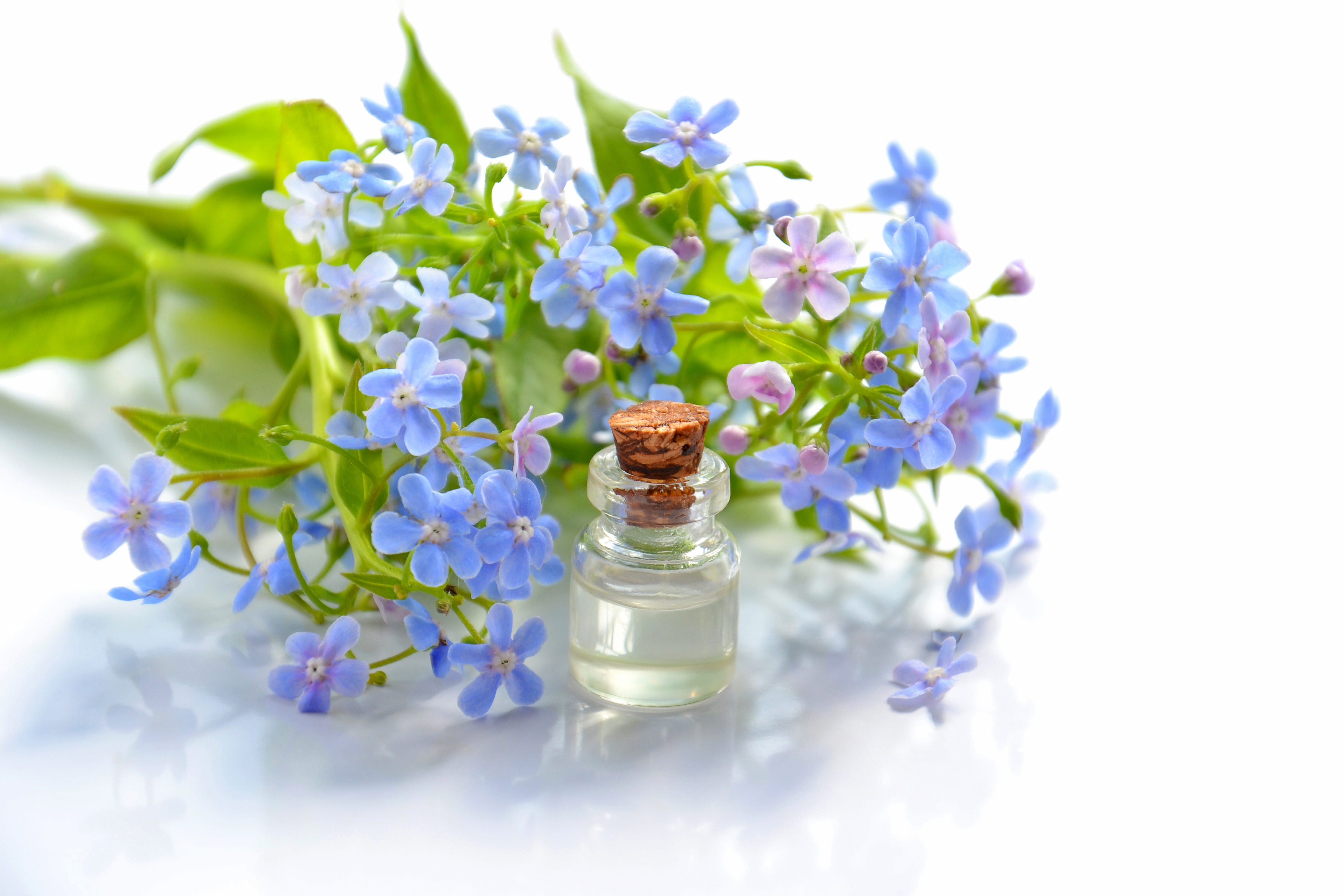 brunnera, science, freshness, medicine, cosmetology, flower, white color, green color, flower head, spa, flowers, indoors, petaled, relaxation, aromatherapy, HD Wallpaper