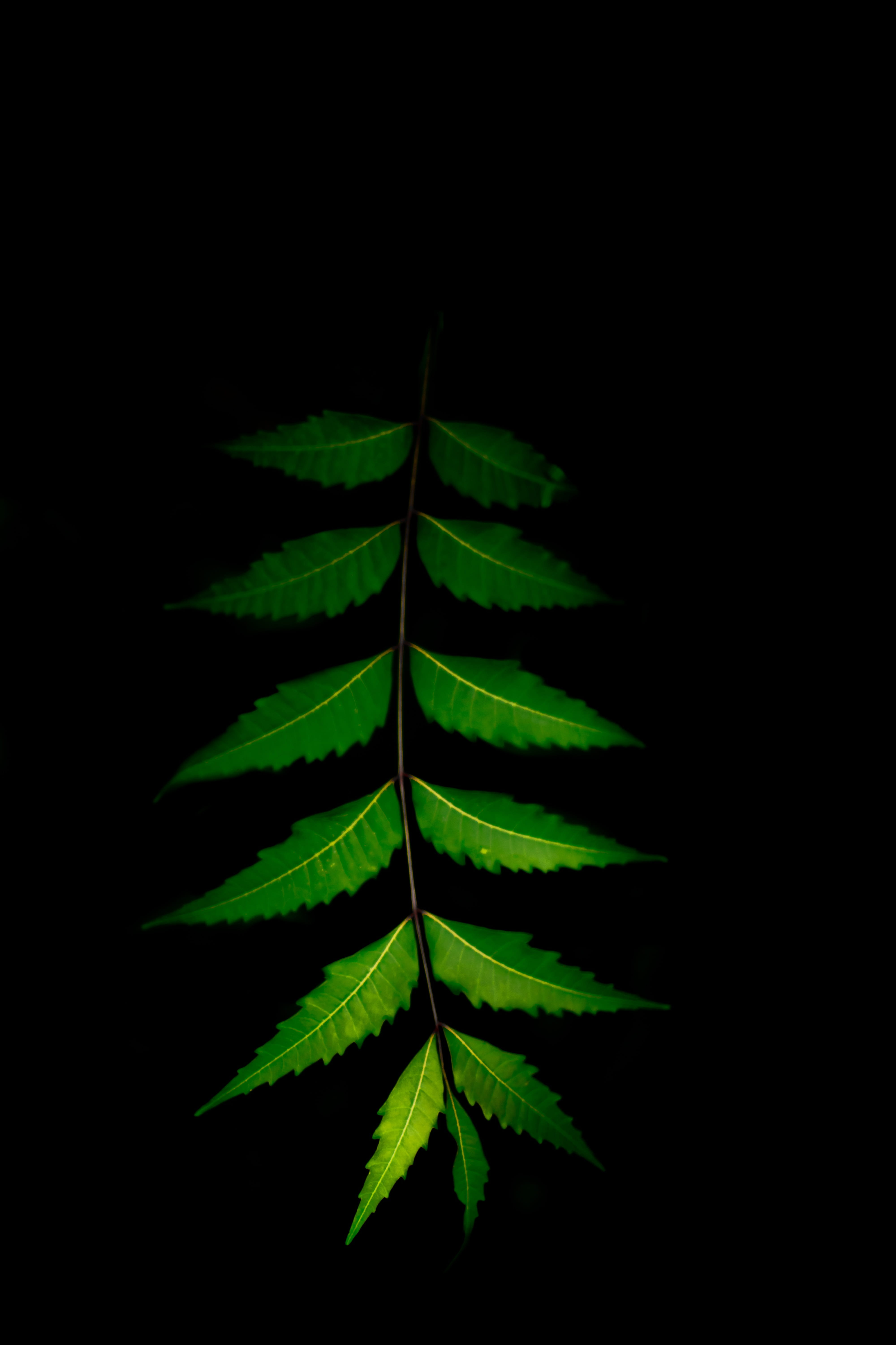 plant part, dark, natural condition, leaves, night, no people, green color, leaf vein, indoors, fragility, studio shot, 5K, acne, natural pattern, growth, Phone HD Wallpaper