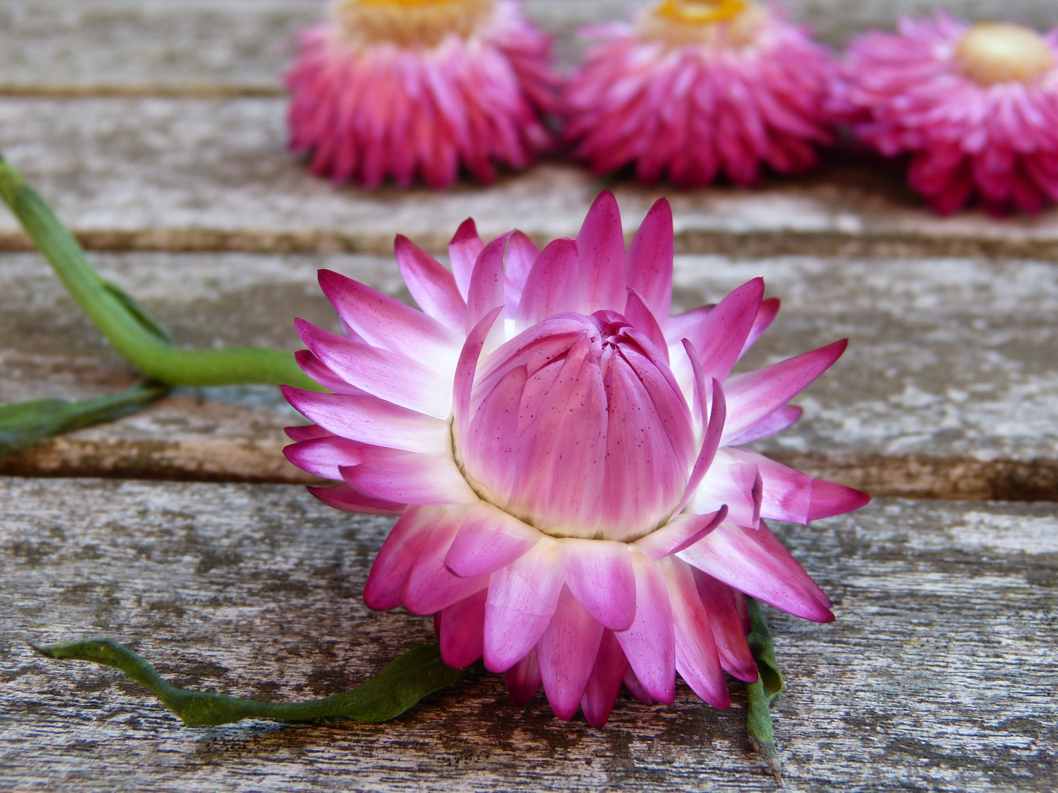 luck, puberty, pink color, fragility, blossom, no people, day, italicum, purple, greeting card, bloom, lotus water lily, straw, photography, softness, focus on foreground, HD Wallpaper