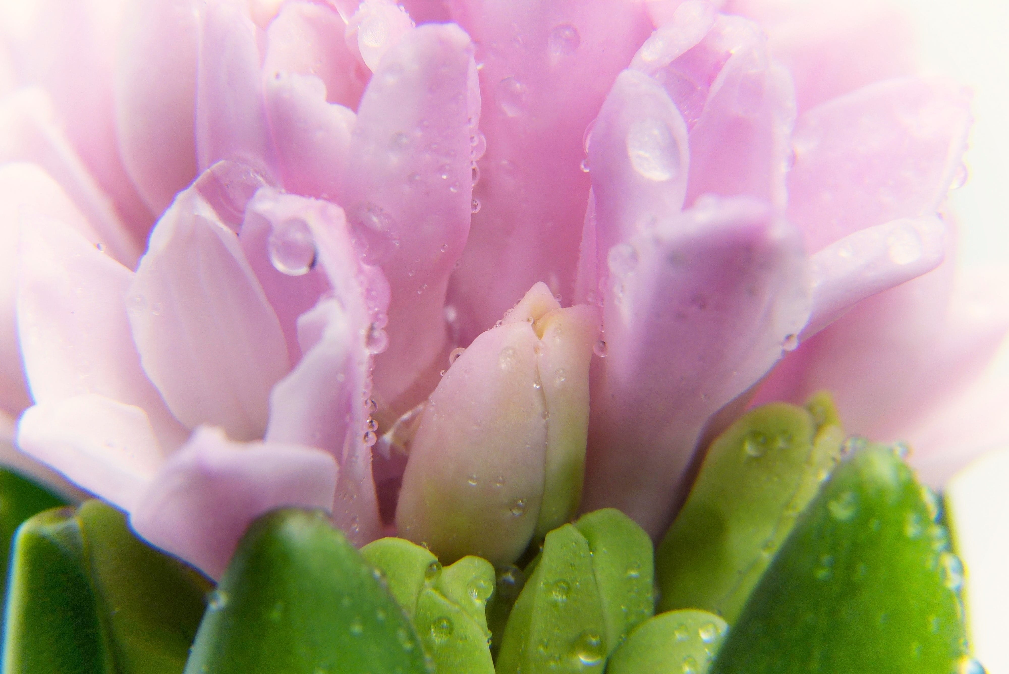 pink color, springtime, child, flower, relaxation, backgrounds, inflorescence, miasms doctrine, wellness, menopause, meditation, recovery, beauty in nature, HD Wallpaper