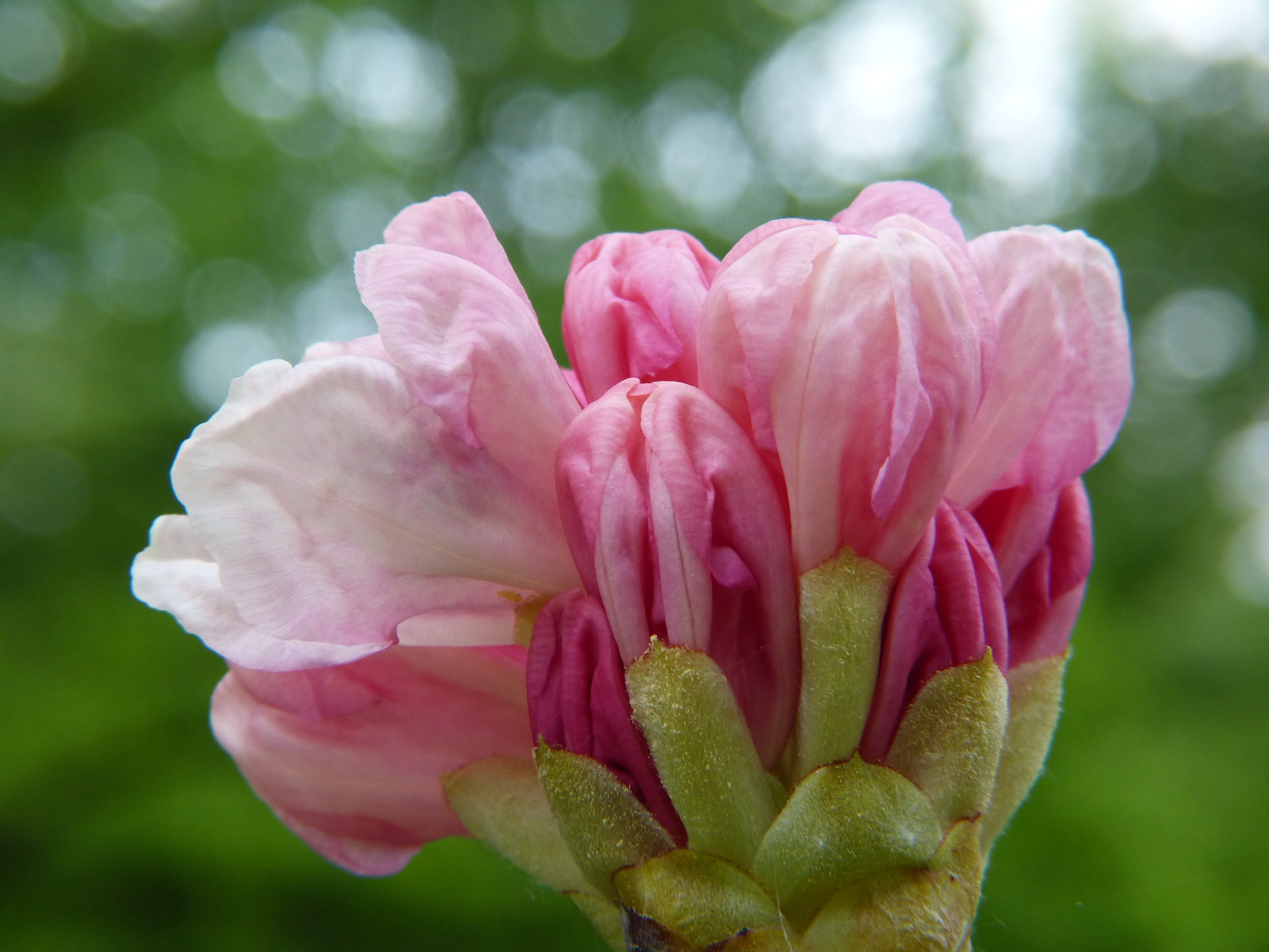 softness, puberty, vulnerability, rhododendron, close-up, love, peony, garden, ericaceae, no people, inflorescence, petal, essential oils, nature, beauty in nature, HD Wallpaper