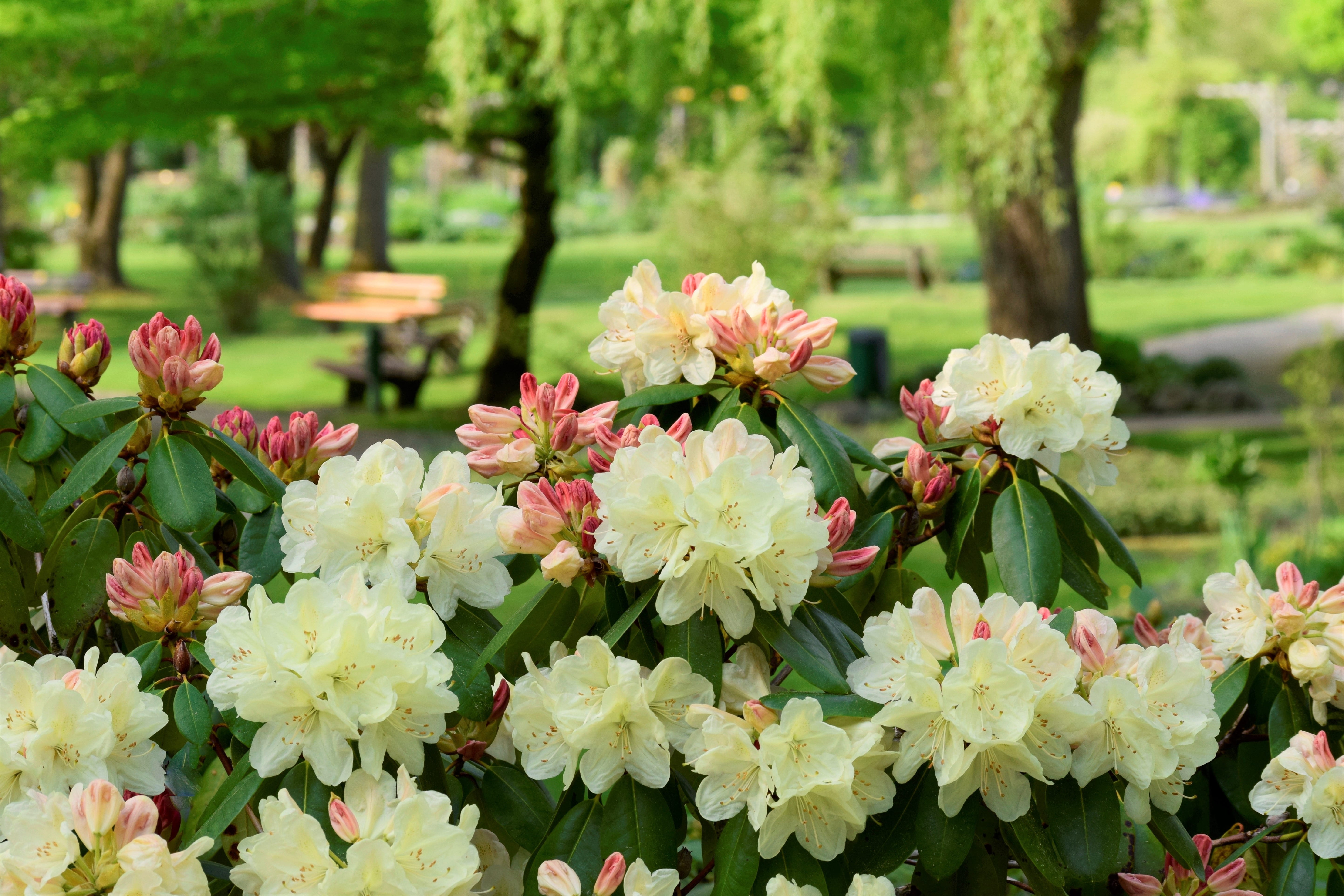 no people, break, plant protection, leaf, flowerbed, close-up, photography, move, plant part, focus, fragrance, day, nature conservation, bless you, flowering plant, HD Wallpaper