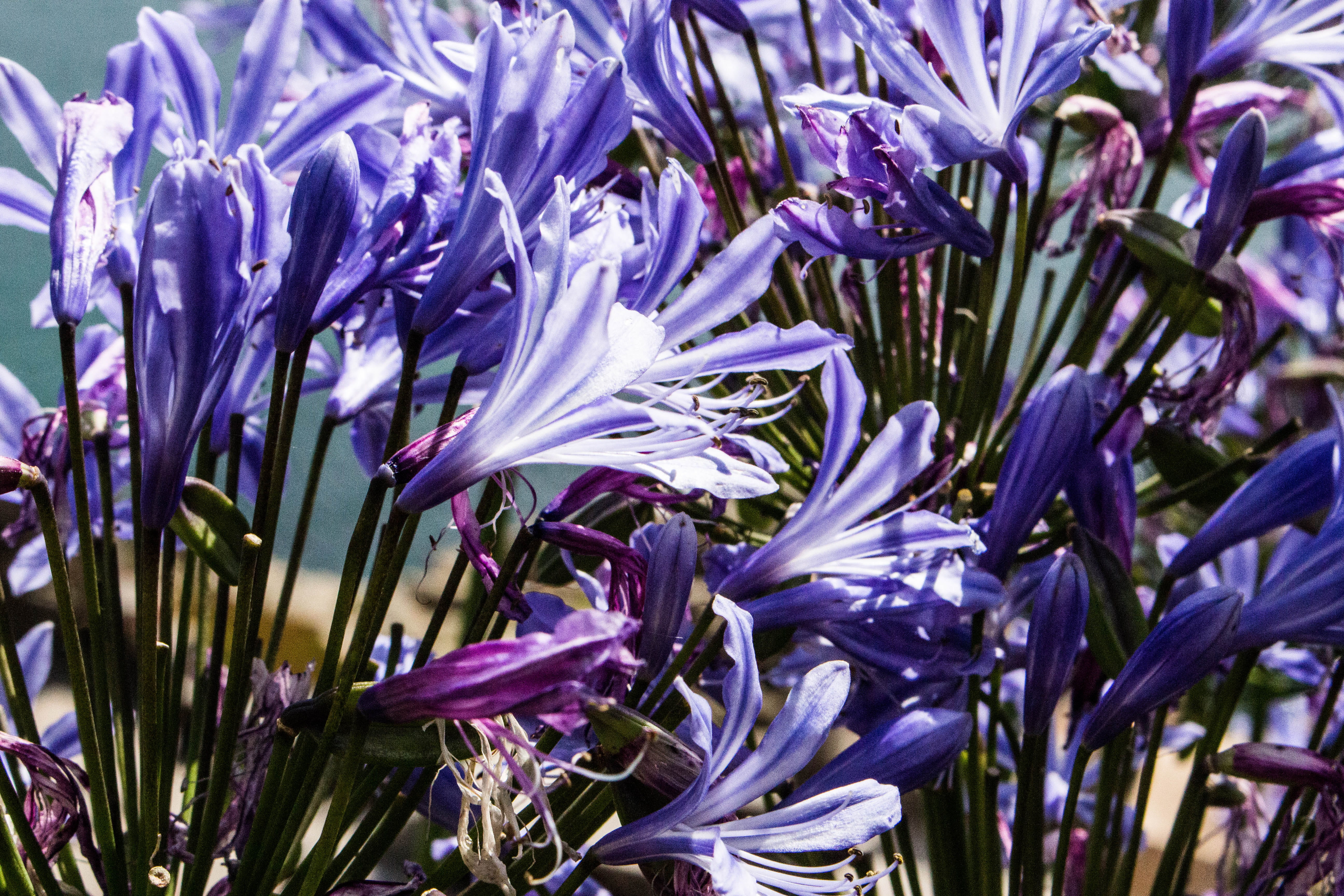 lavender, growth, sunlight, 5K, flower head, springtime, minack theatre, close-up, no people, outdoors, inflorescence, day, sea, flowering plant, flower, HD Wallpaper