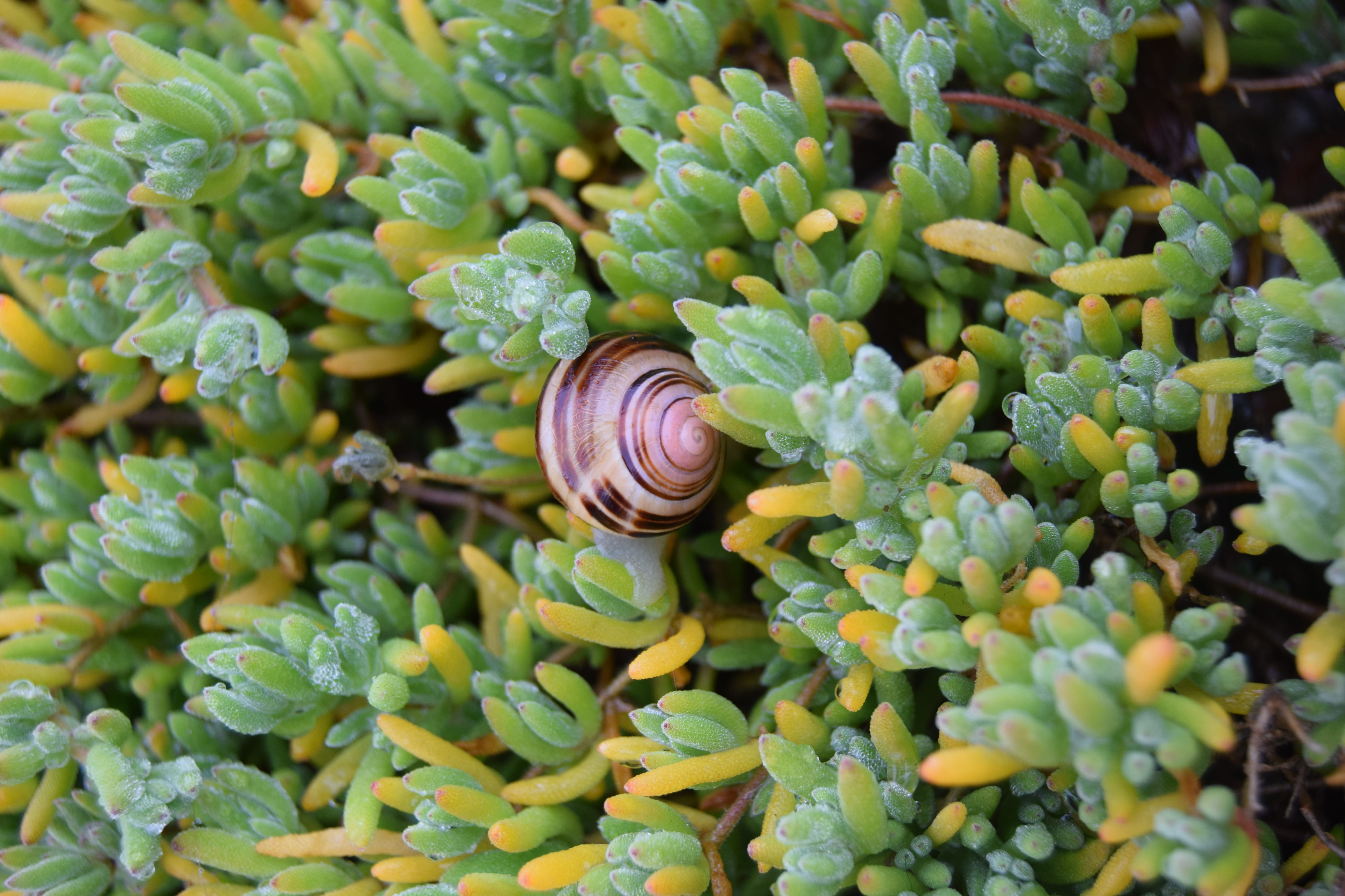 animal wildlife, invertebrate, outdoors, united kingdom, gastropod, no people, leaf, green color, plant, porthcurno, day, one animal, close-up, shell, animals in the wild, HD Wallpaper